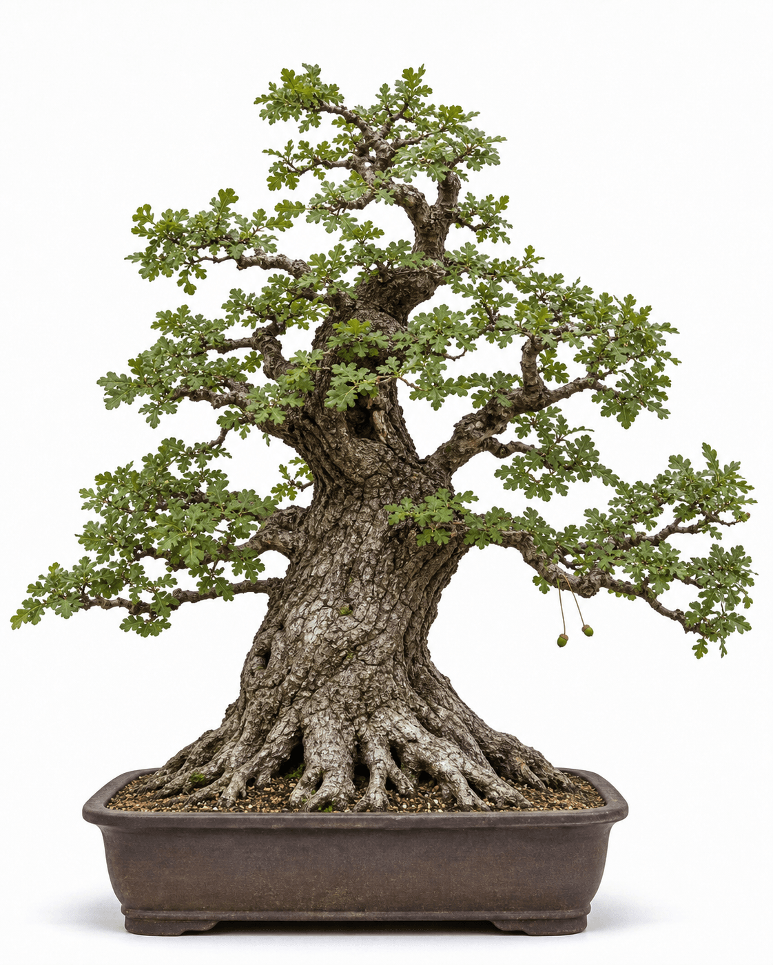 English oak bonsai with a broad spreading crown, deeply fissured bark, and an unglazed brown pot