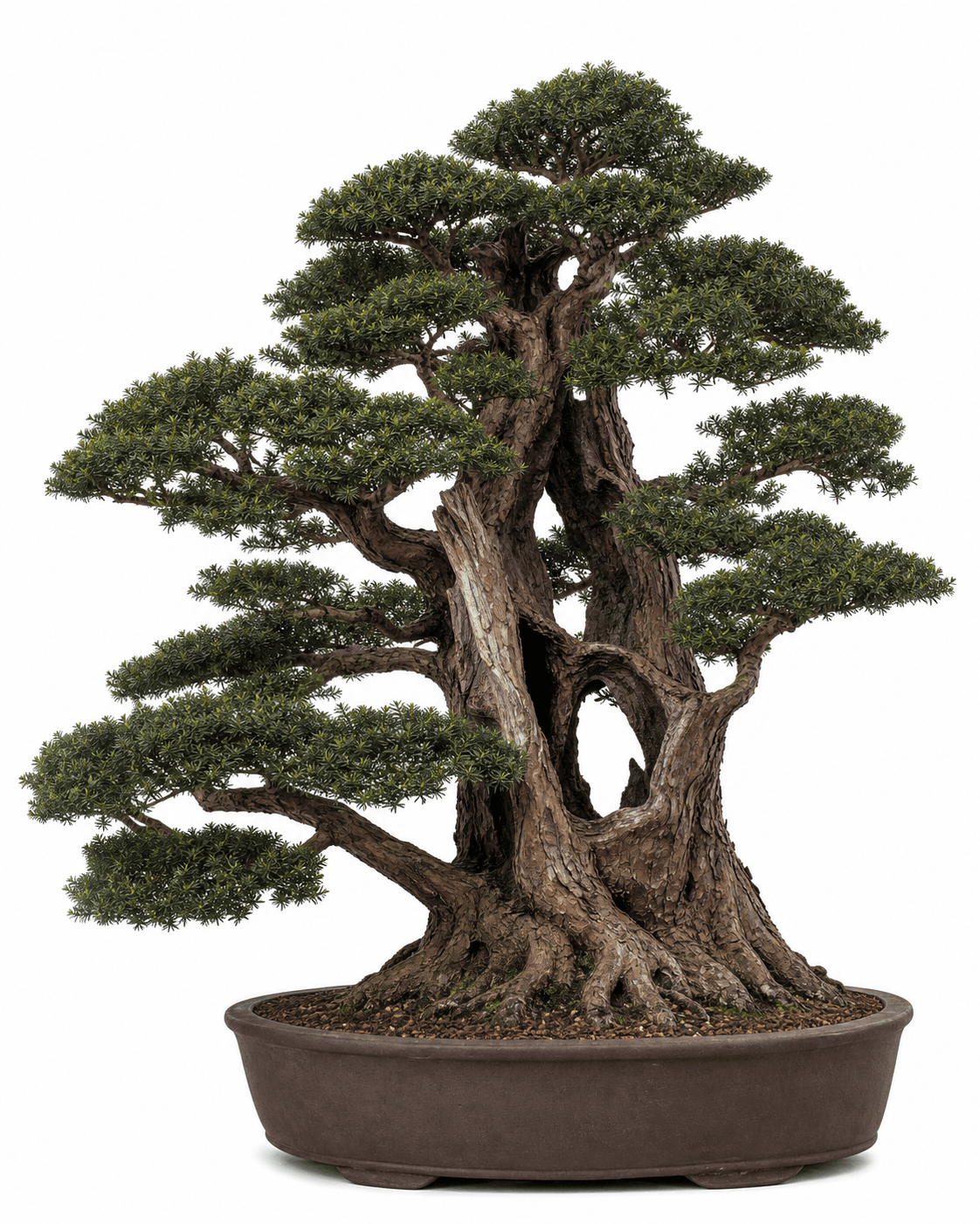 English yew bonsai with fine dark green needles, broad layered pads, a hollow old trunk, and an unglazed oval pot