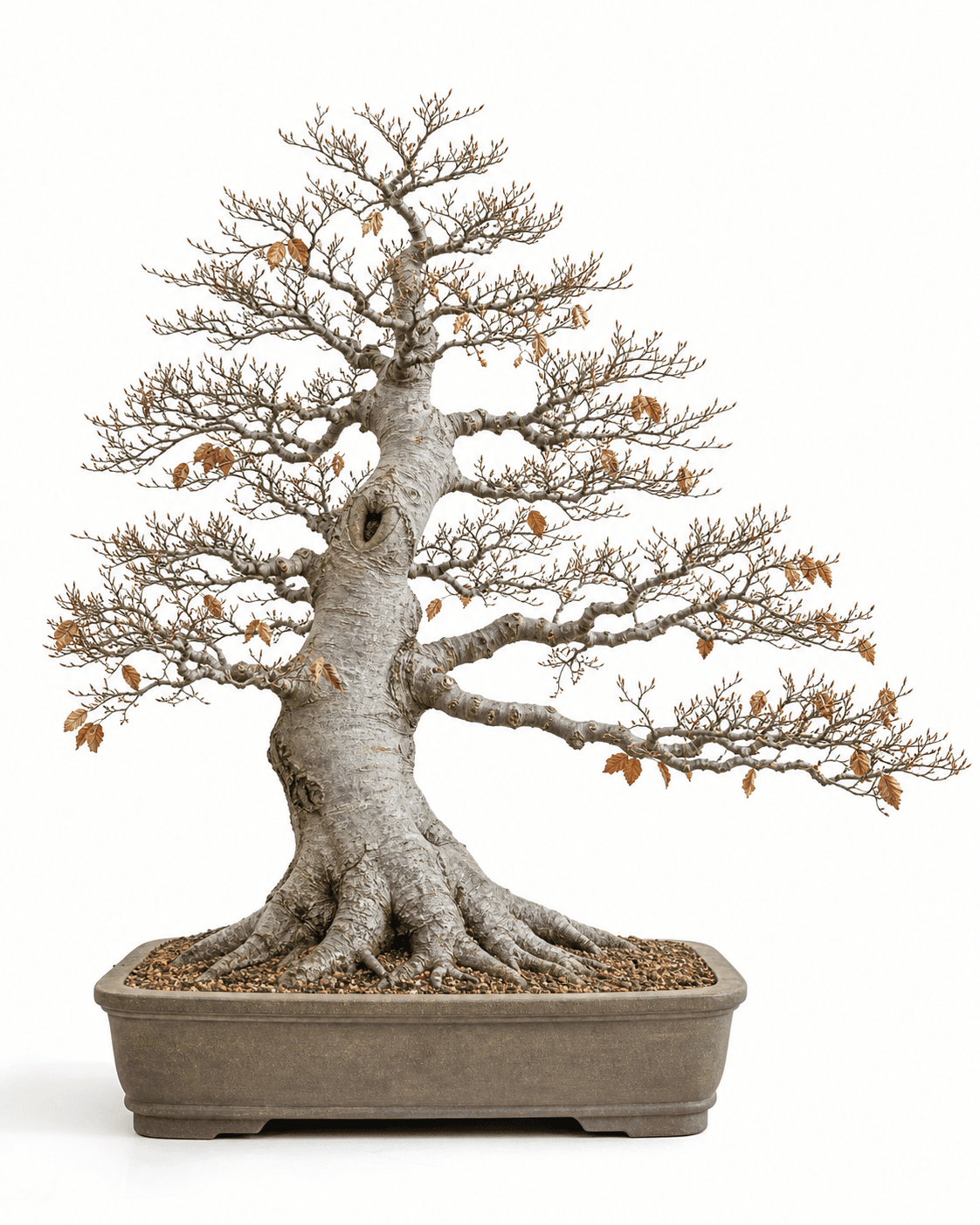 European beech bonsai with smooth silver-gray bark, fine winter twigging, sparse copper leaves, and an unglazed rectangular pot