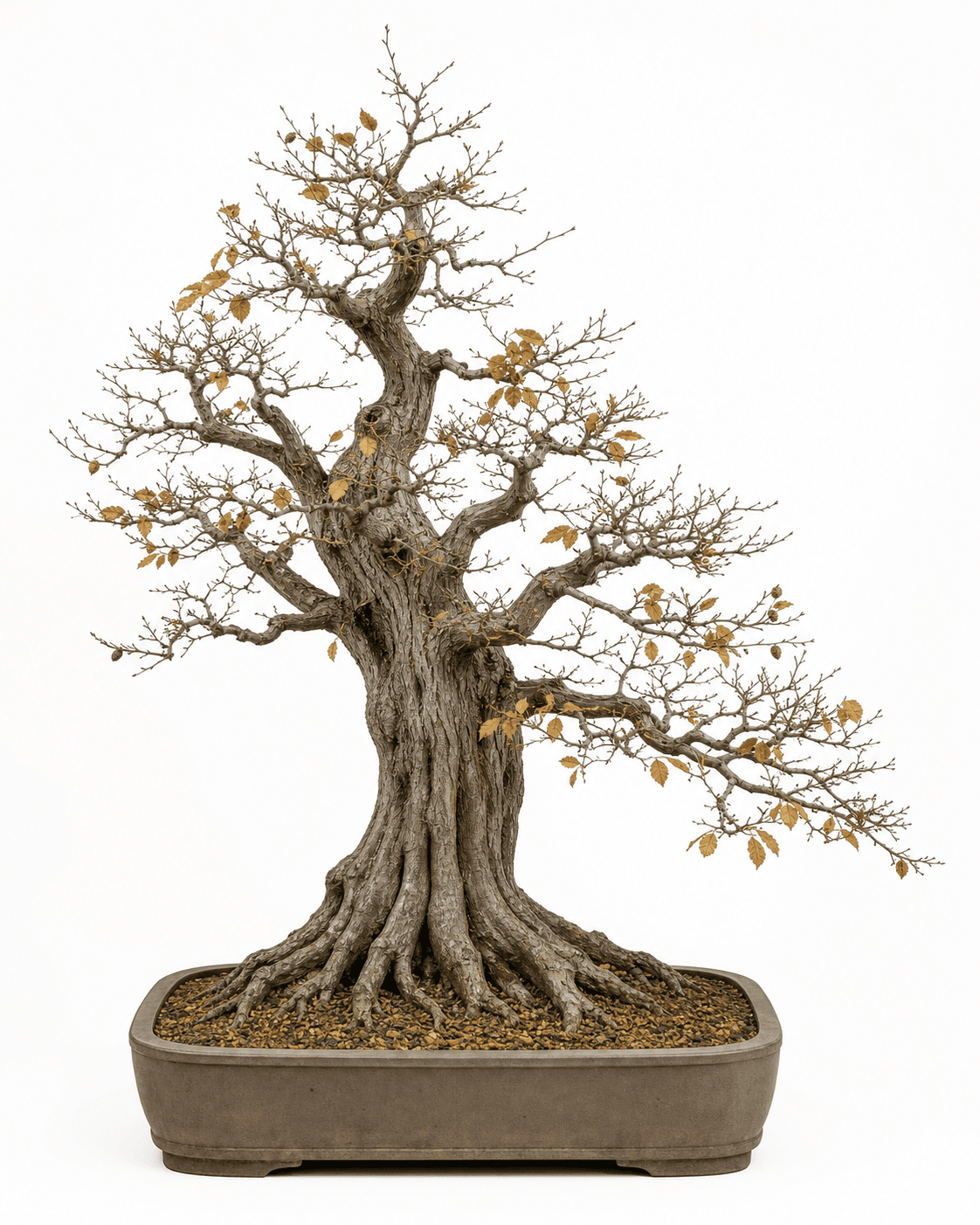 European hornbeam bonsai with a massive fluted trunk, fine winter twigging, sparse autumn leaves, and an unglazed rectangular pot