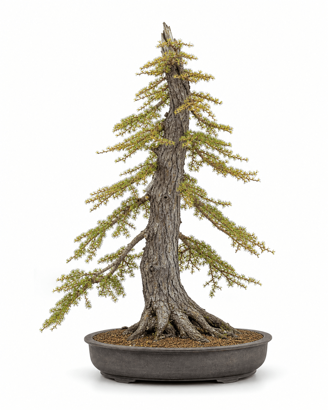 European larch bonsai with fissured bark, gold-yellow twigs, fine green needle rosettes, snow-loaded branches, and an unglazed oval pot