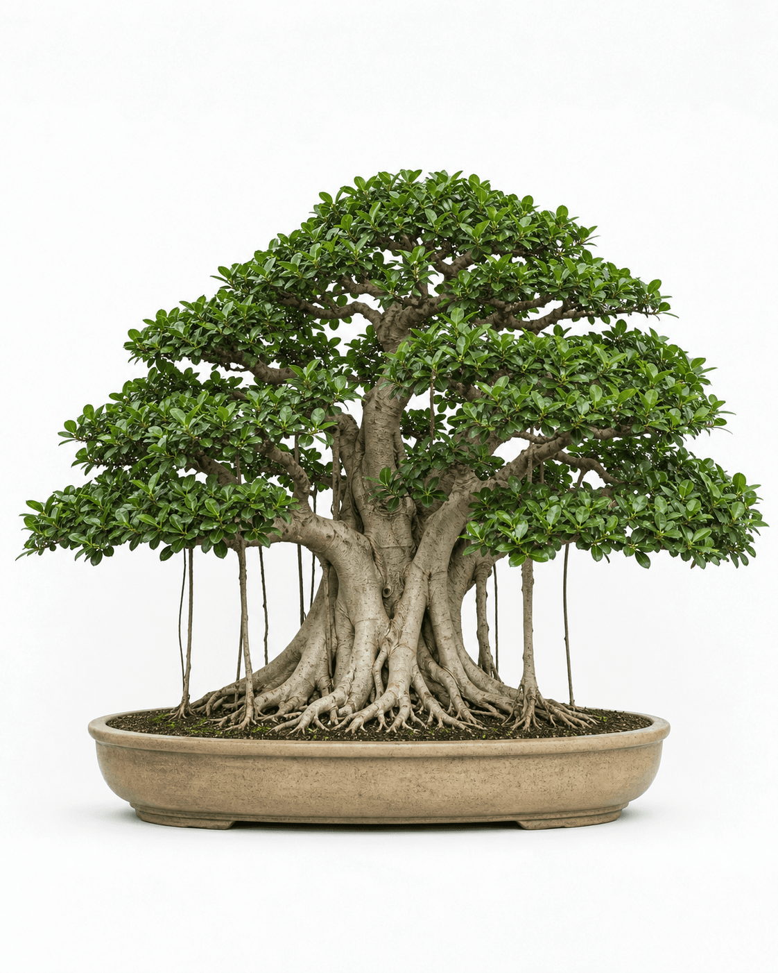 Ficus microcarpa bonsai in a wide banyan style with buttressed roots, sparse aerial roots, and a sand-colored oval pot