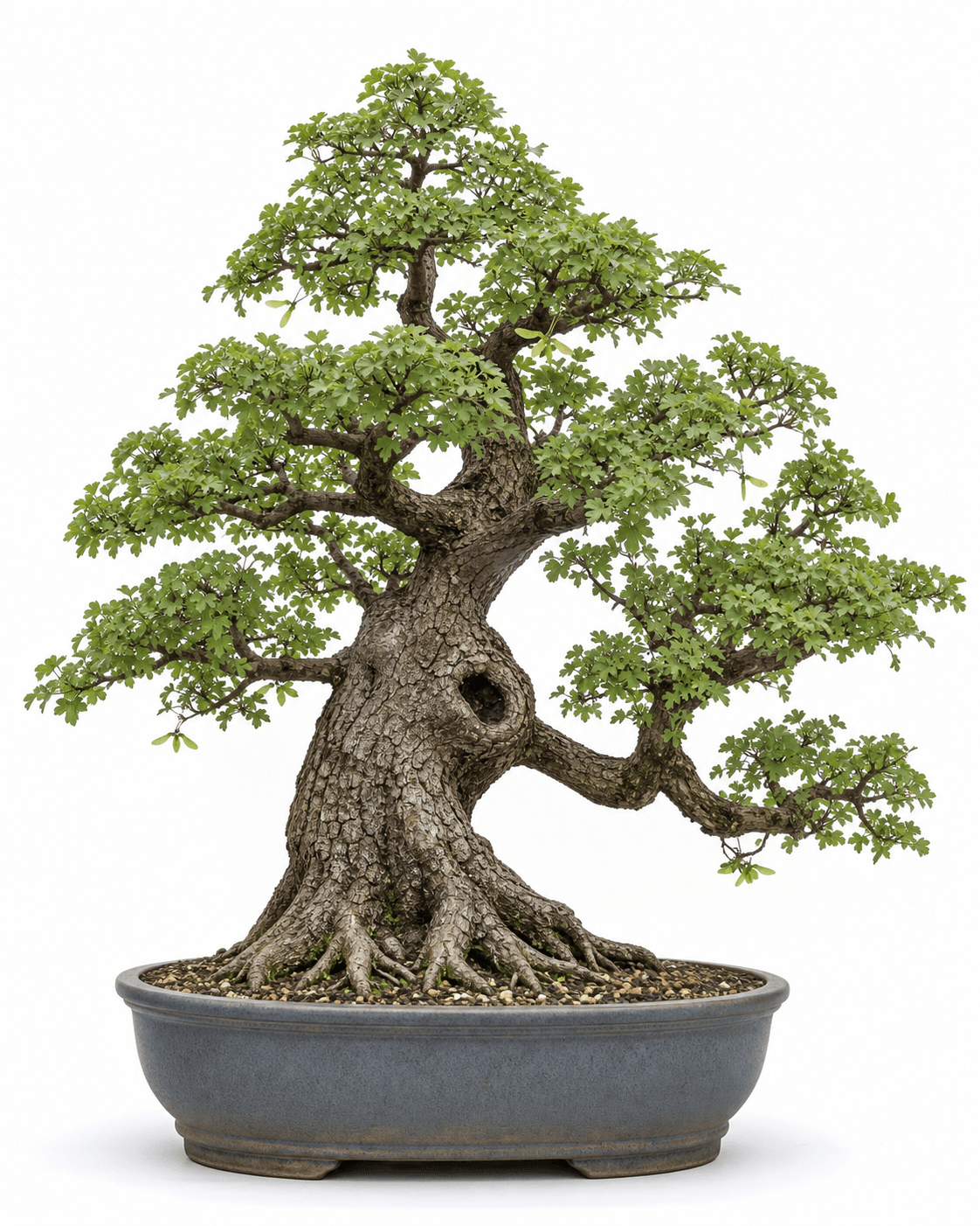 Field maple bonsai with a broad billowing crown, corky gray-brown bark, a natural trunk hollow, and an oval blue-gray pot