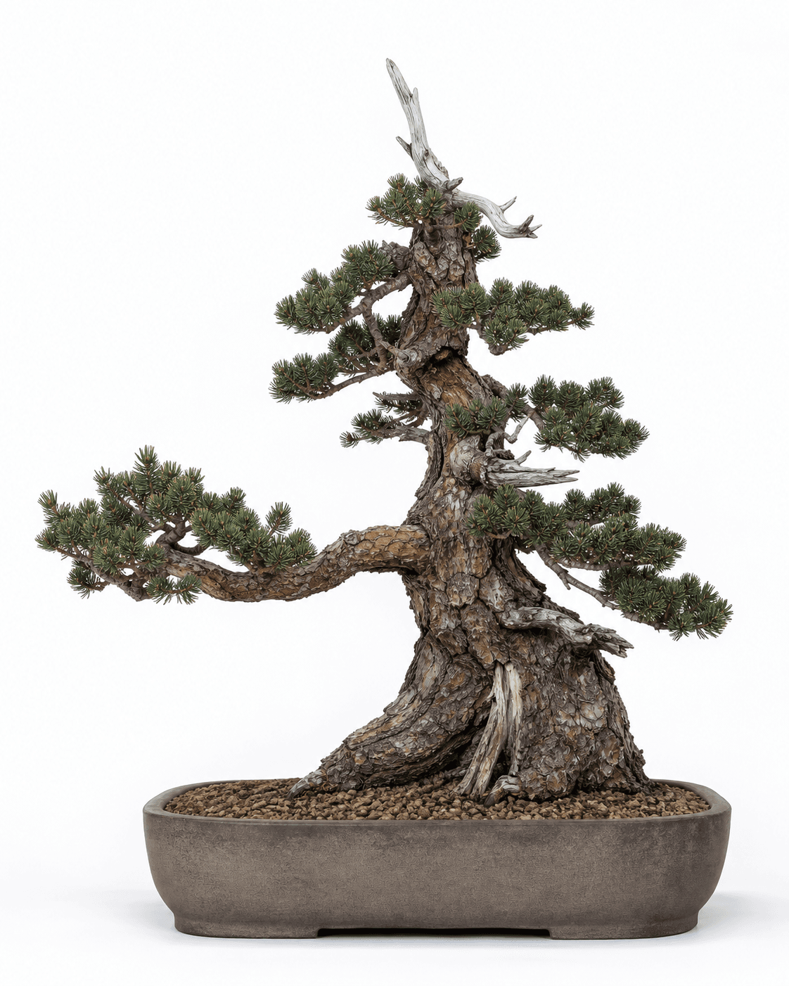 Foxtail pine bonsai with bottlebrush five-needle foliage, old plated bark, a weathered dead top, and a shallow unglazed rectangular pot