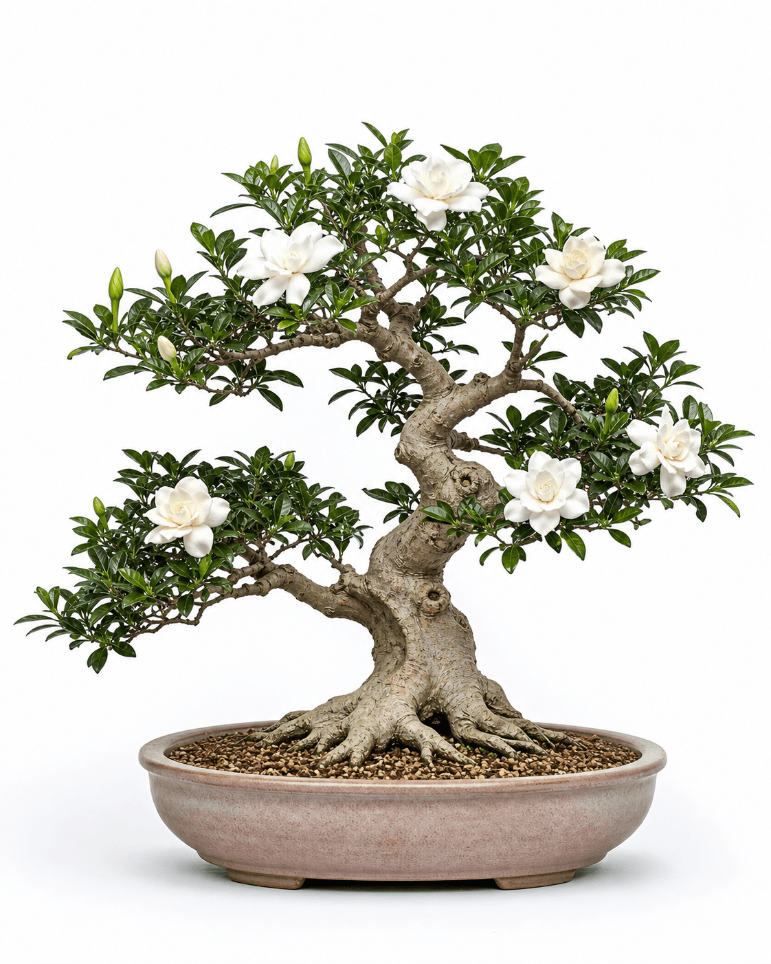 Gardenia bonsai with glossy dark leaves, restrained white flowers, an informal-upright trunk, and a muted oval pot