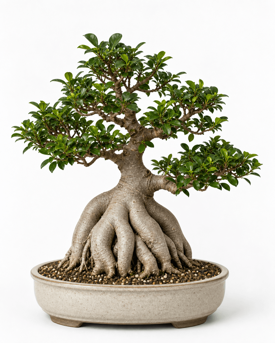 Ginseng ficus bonsai with a fused swollen root base, compact evergreen canopy, and a warm bone-glazed oval pot