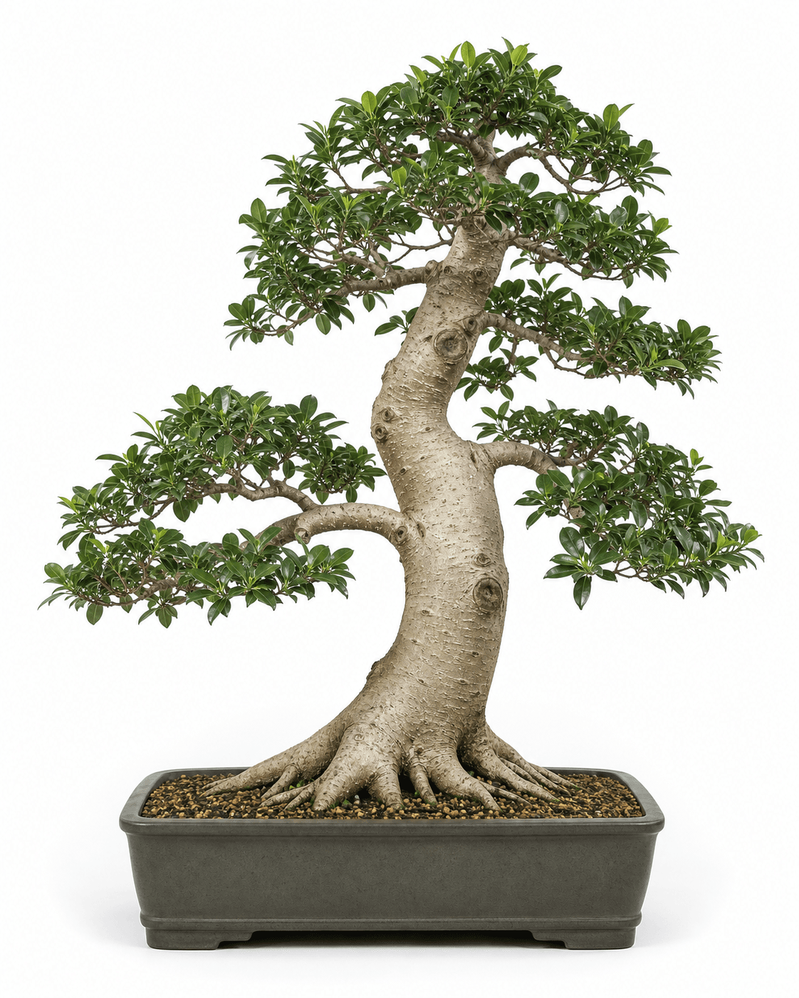 Glossy privet bonsai with a powerful pale lenticeled trunk, broad glossy leaves, open asymmetric branching, and a charcoal olive-gray rectangular pot
