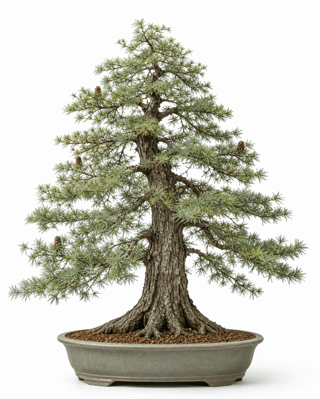Golden larch bonsai with fissured bark, open blue-green needle rosettes, small upright cones, and a matte celadon-gray oval pot