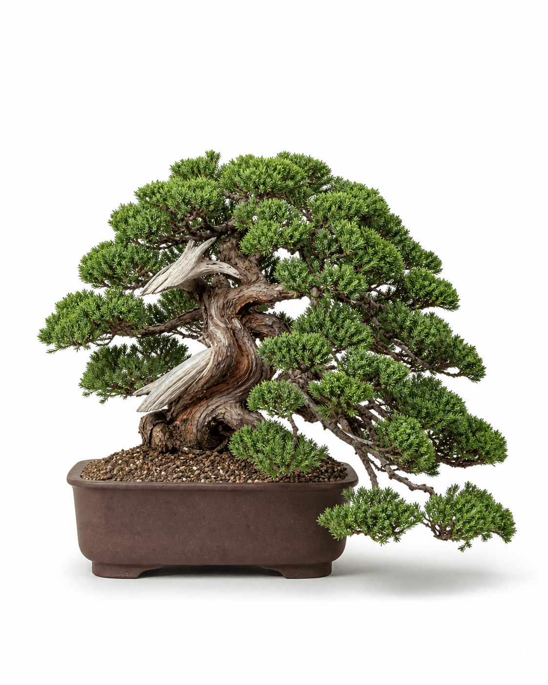 Green Mound juniper bonsai in a low semi-cascade style with awl-shaped foliage, restrained deadwood, and an unglazed brown pot
