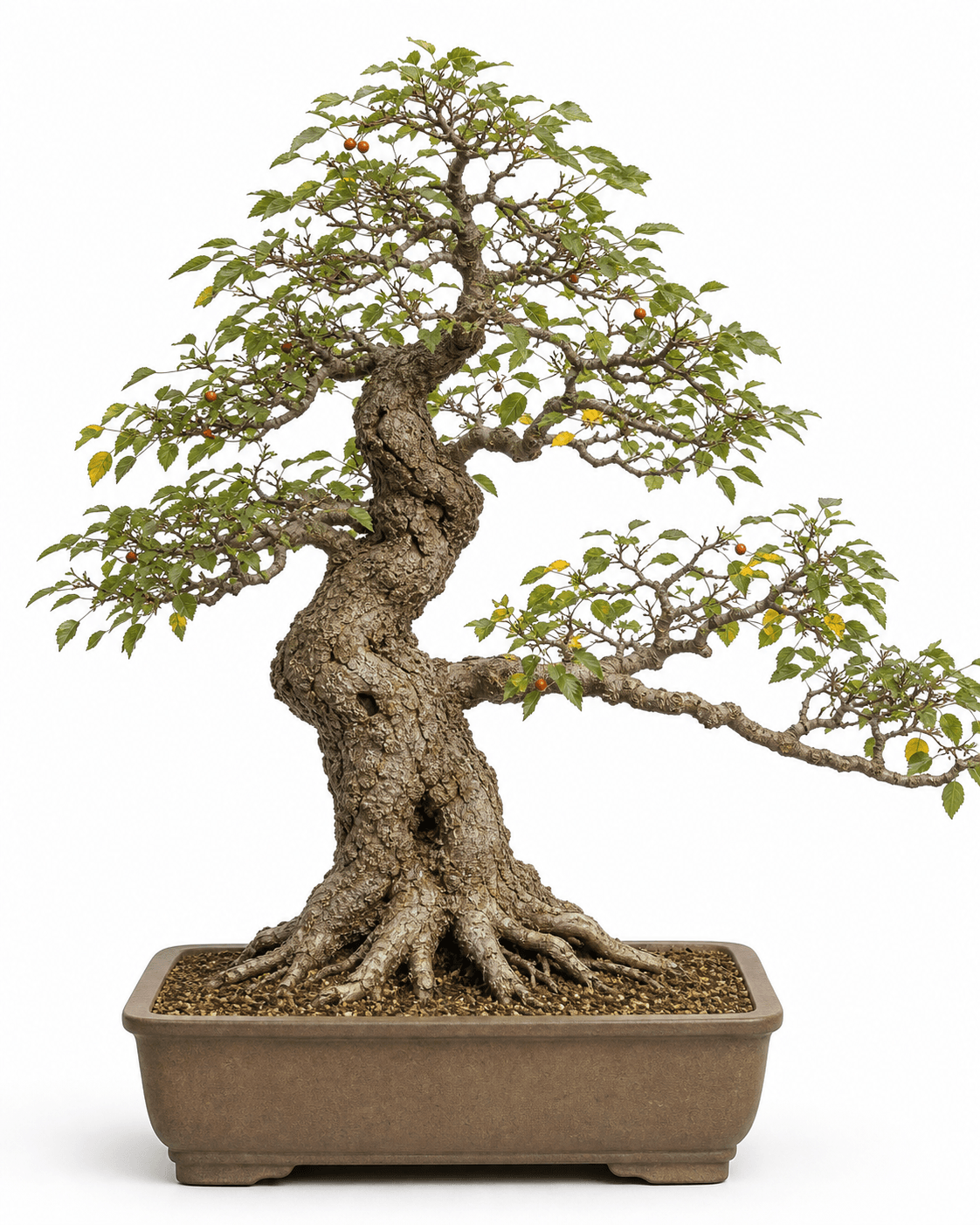 American hackberry bonsai with corky bark, angular branches, sparse orange-red drupes, and a warm brown rectangular pot