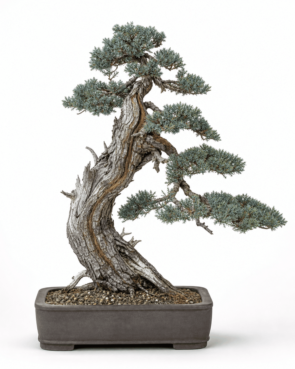 Himalayan juniper bonsai with coarse blue-green foliage, flaky gray bark, restrained deadwood, and an unglazed rectangular pot