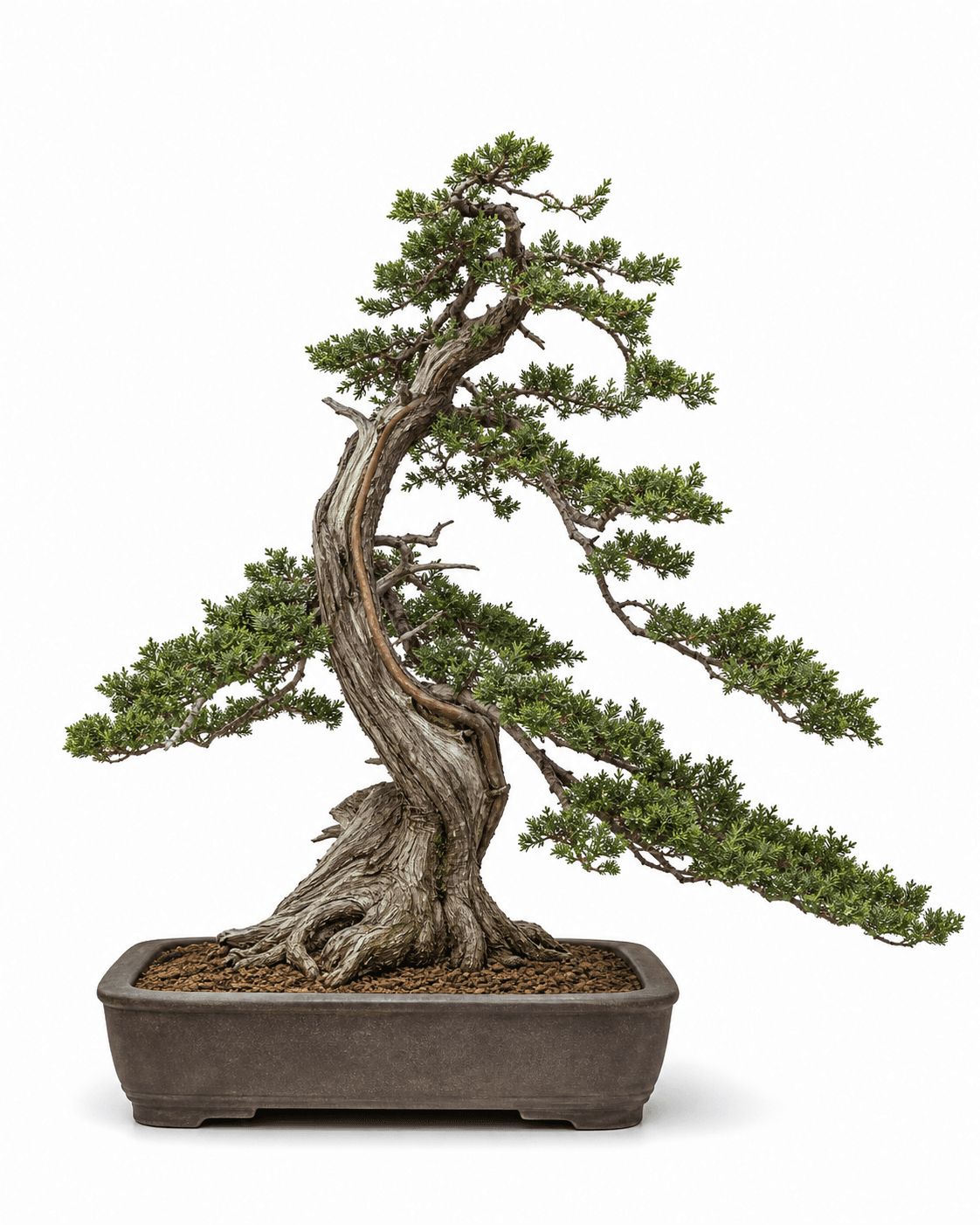 Hokkaido shimpaku bonsai with open directional scale foliage, a narrow red live vein, restrained deadwood, and an unglazed charcoal-brown rectangular pot