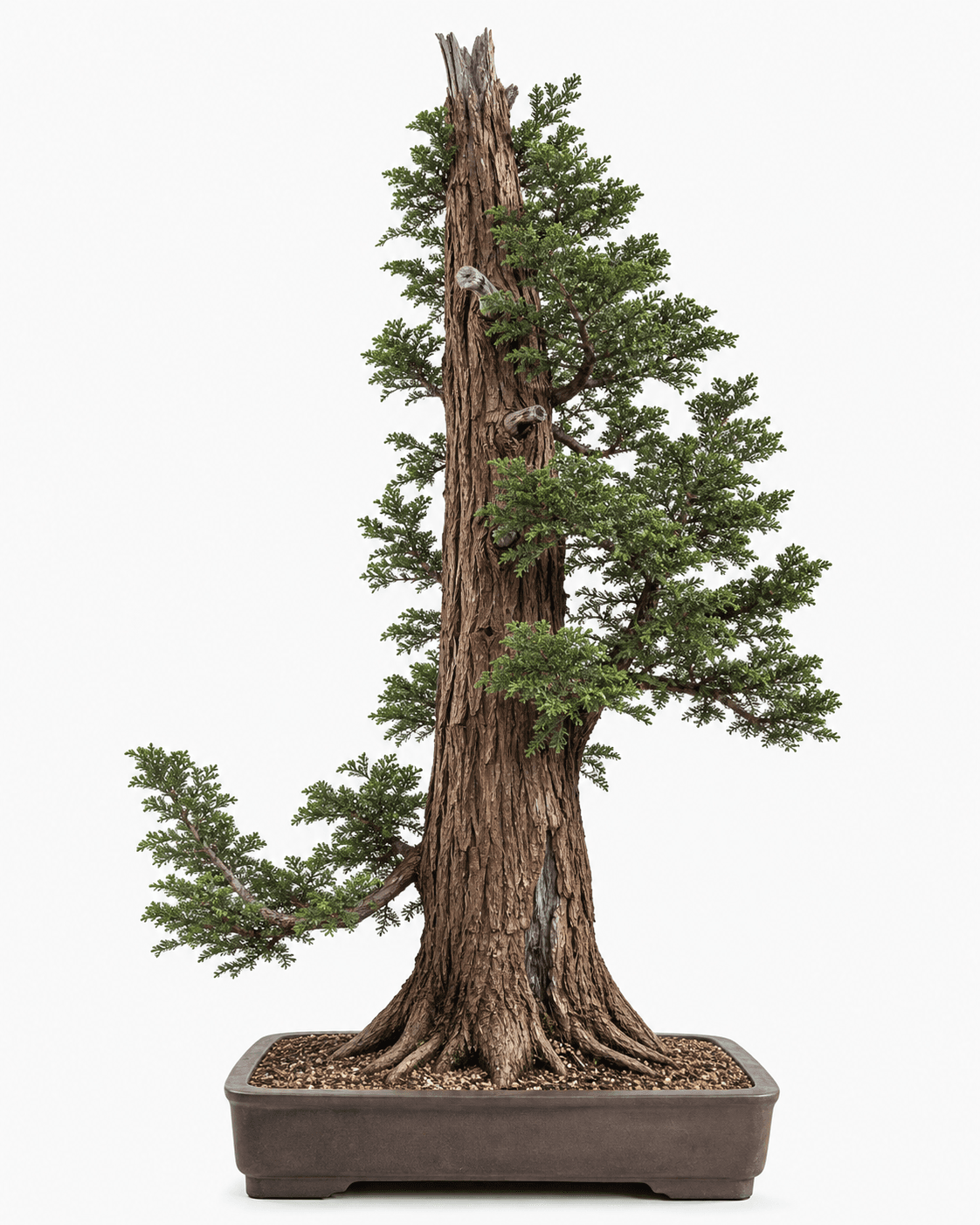 Incense cedar bonsai with a tall furrowed trunk, stiff scale-foliage fans, a broken crown, and an unglazed rectangular pot