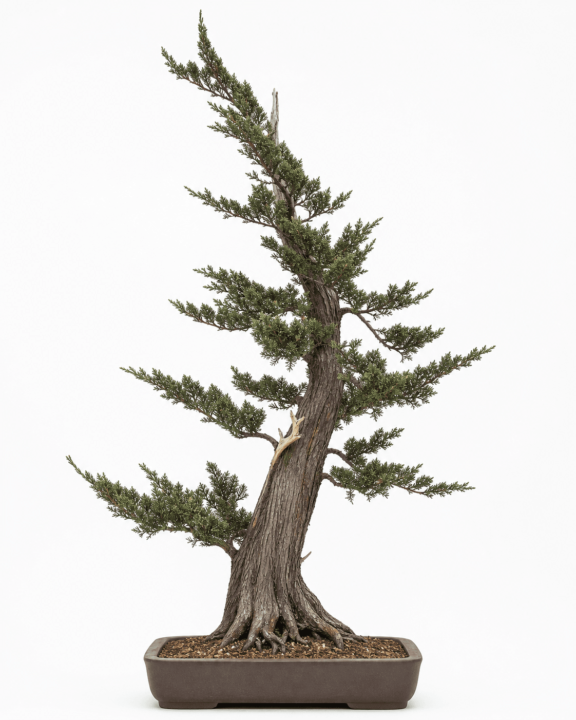 Italian cypress bonsai with a tall wind-shaped trunk, sparse scale-foliage branches, a compressed apex, and an unglazed rectangular pot