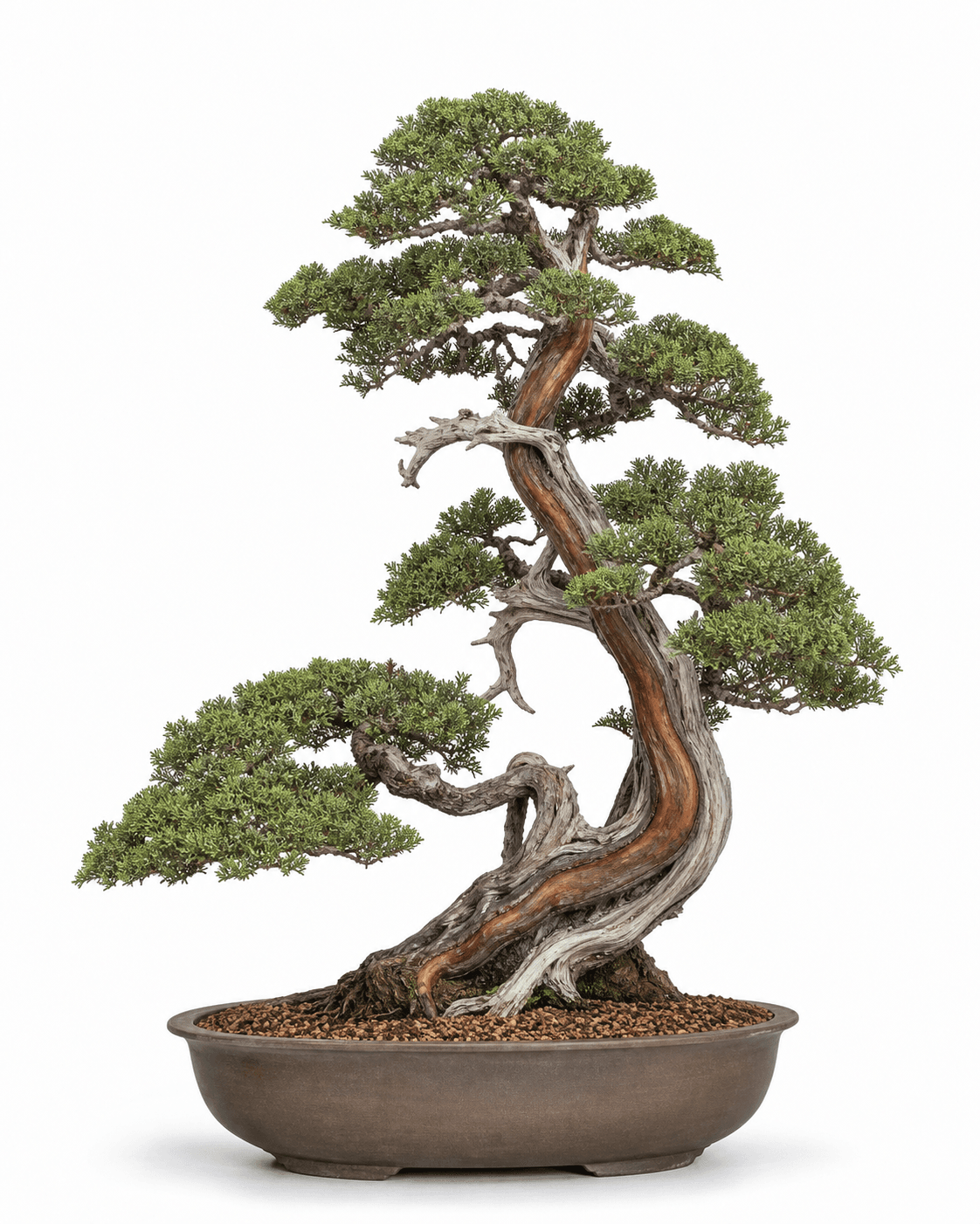 Itoigawa shimpaku bonsai with fine emerald scale foliage, a twisting red live vein, restrained silver deadwood, and an unglazed smoke-brown oval pot