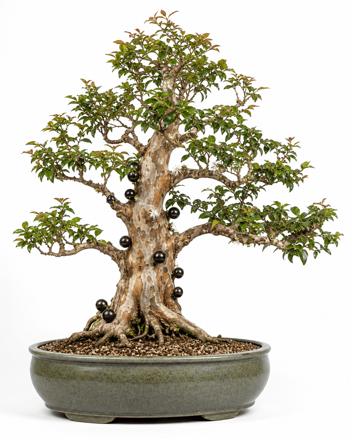 Jaboticaba bonsai with mottled exfoliating bark, glossy leaves, dark trunk fruit, white flowers, and a muted glazed oval pot