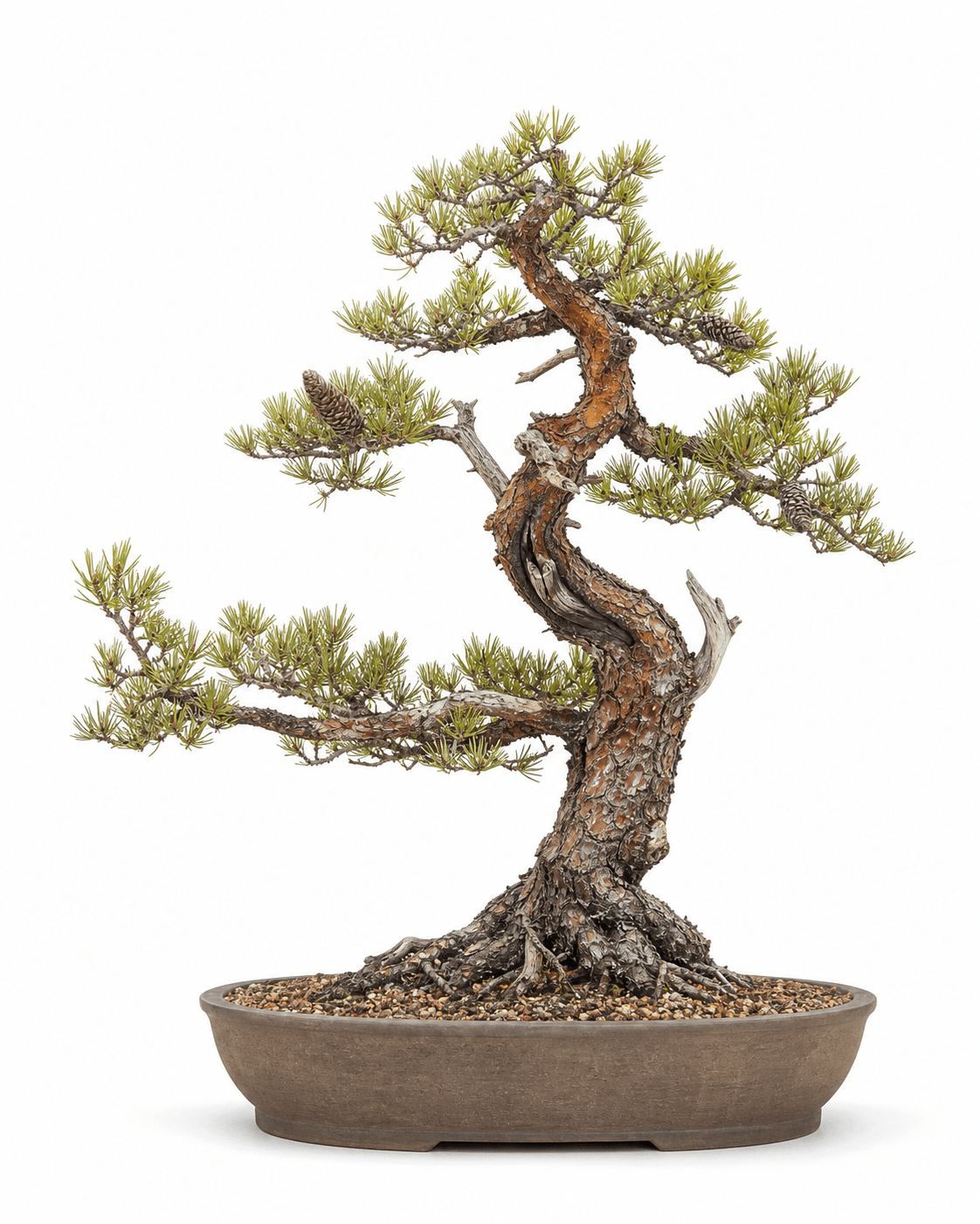 Jack pine bonsai with an angular trunk, short yellow-green paired needles, curved cones, and a shallow unglazed oval pot