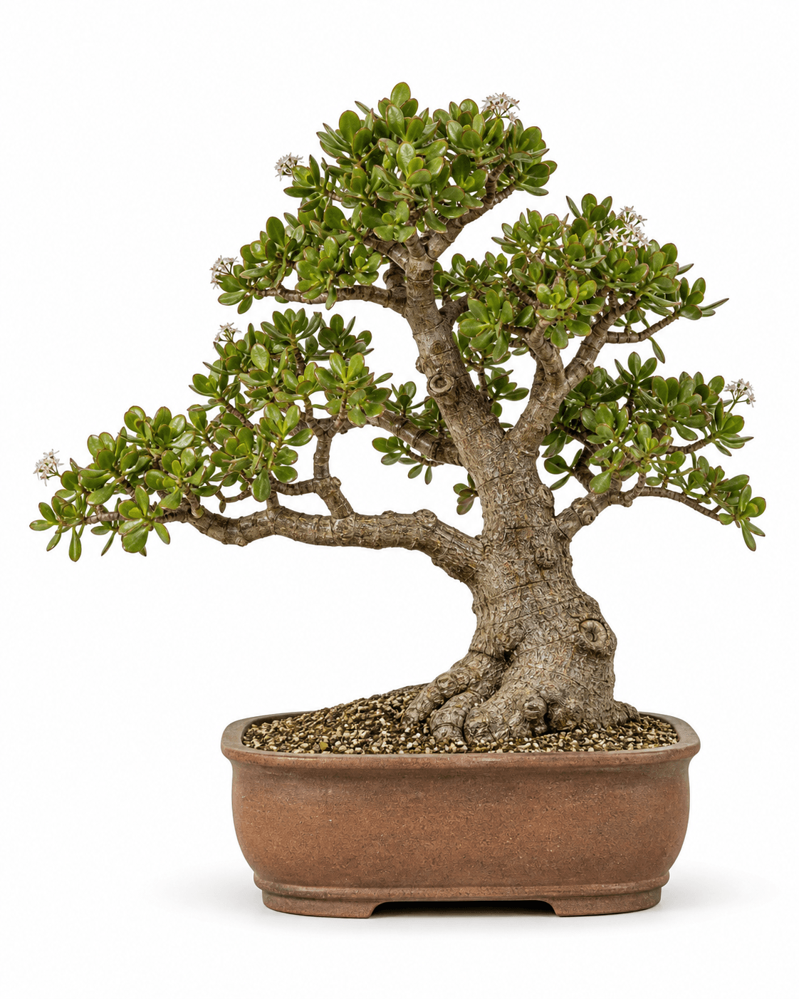 Jade plant bonsai with a thick water-storing trunk, glossy oval leaves, a rounded crown, and a warm unglazed pot