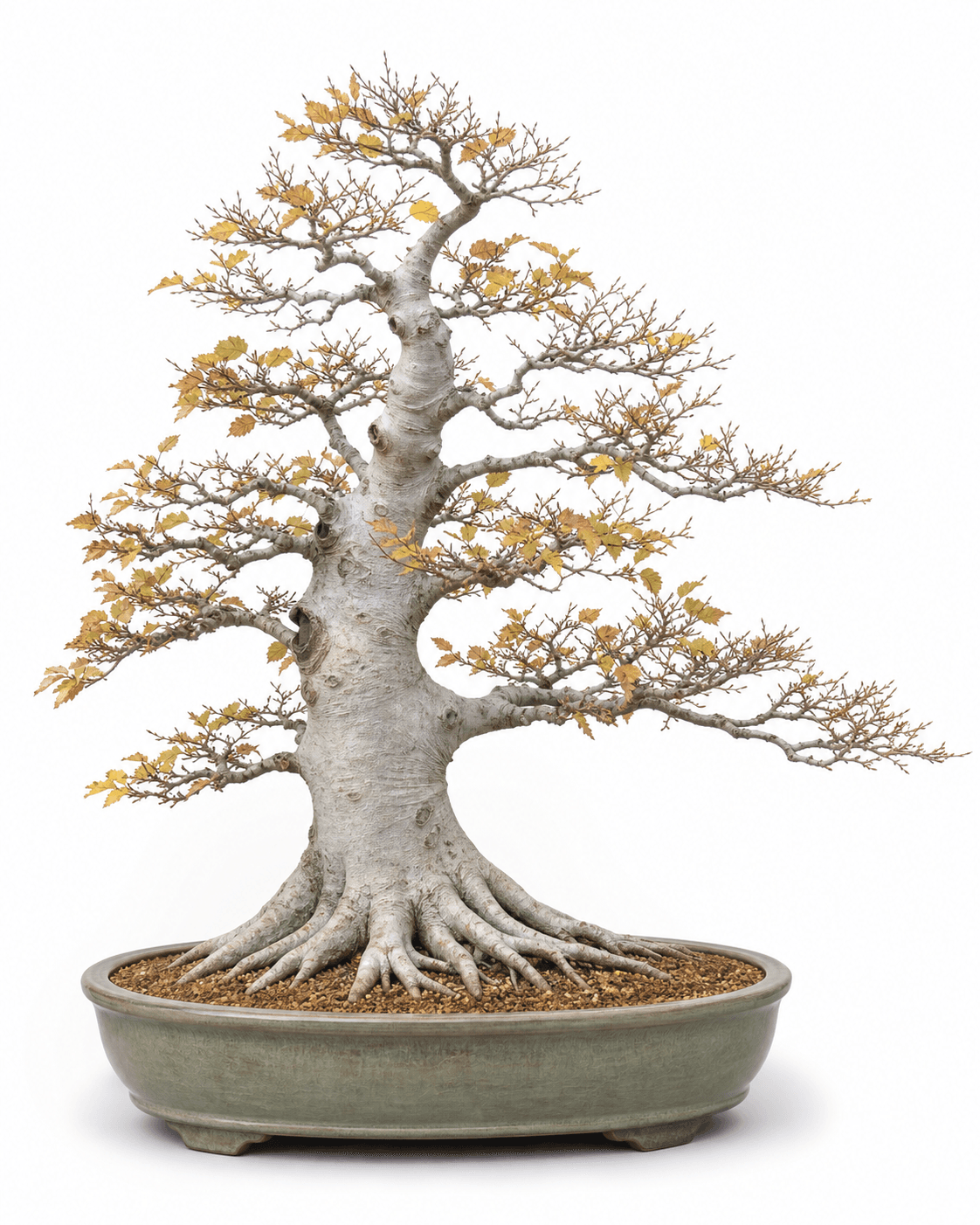 Japanese beech bonsai with pale silver-gray bark, fine autumn twigging, yellow-copper leaves, and a gray-green oval pot