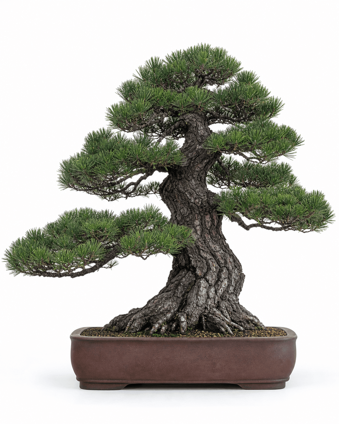 Japanese black pine bonsai with a powerful plated trunk, layered dark-green needle pads, and a shallow unglazed rectangular pot