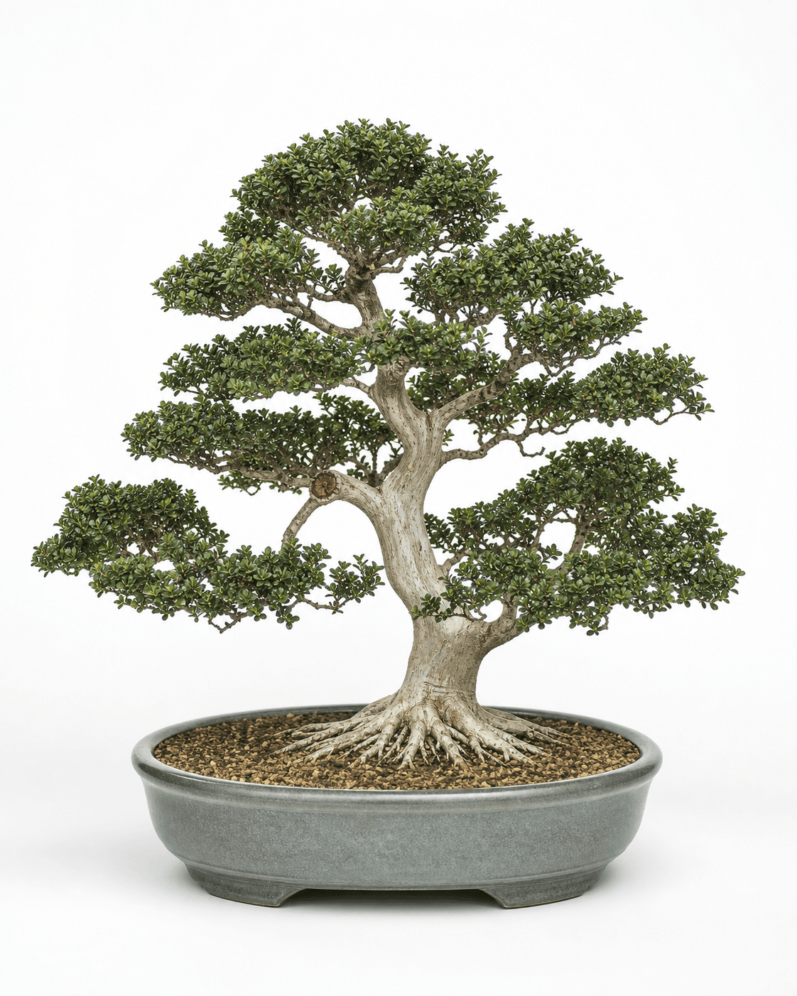 Japanese boxwood bonsai with a pale trunk, tiny curled-tip foliage, fine open ramification, and a celadon oval pot