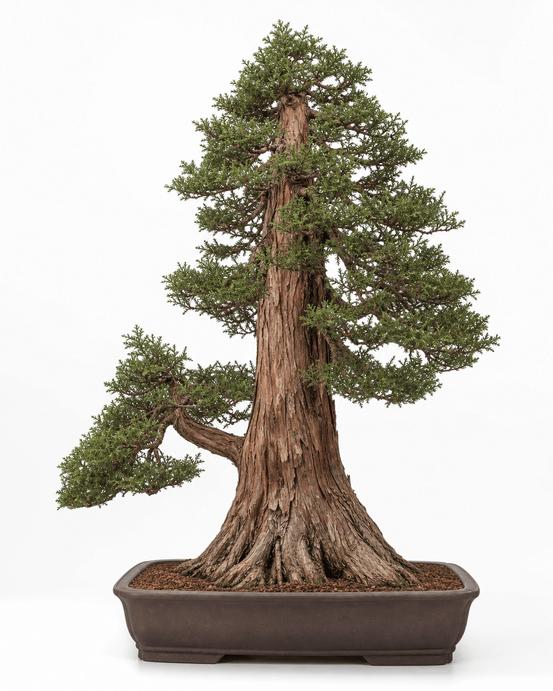 Japanese cedar bonsai in a formal upright style with red-brown bark in an unglazed rectangular pot