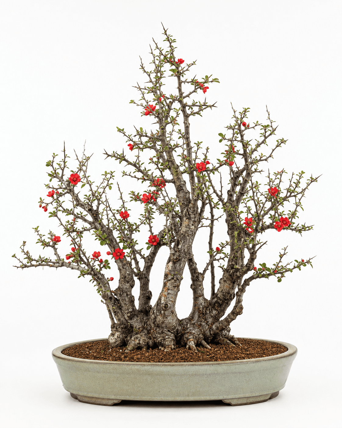 Japanese flowering quince bonsai with an unequal connected trunk clump, thorny fine branches, small green leaves, red flowers, and a muted oval pot