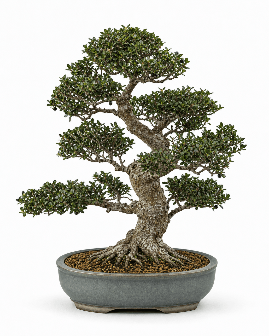 Japanese holly bonsai with a compact old trunk, tiny spineless leaves, sparse black berries, and a smoky blue-gray oval pot