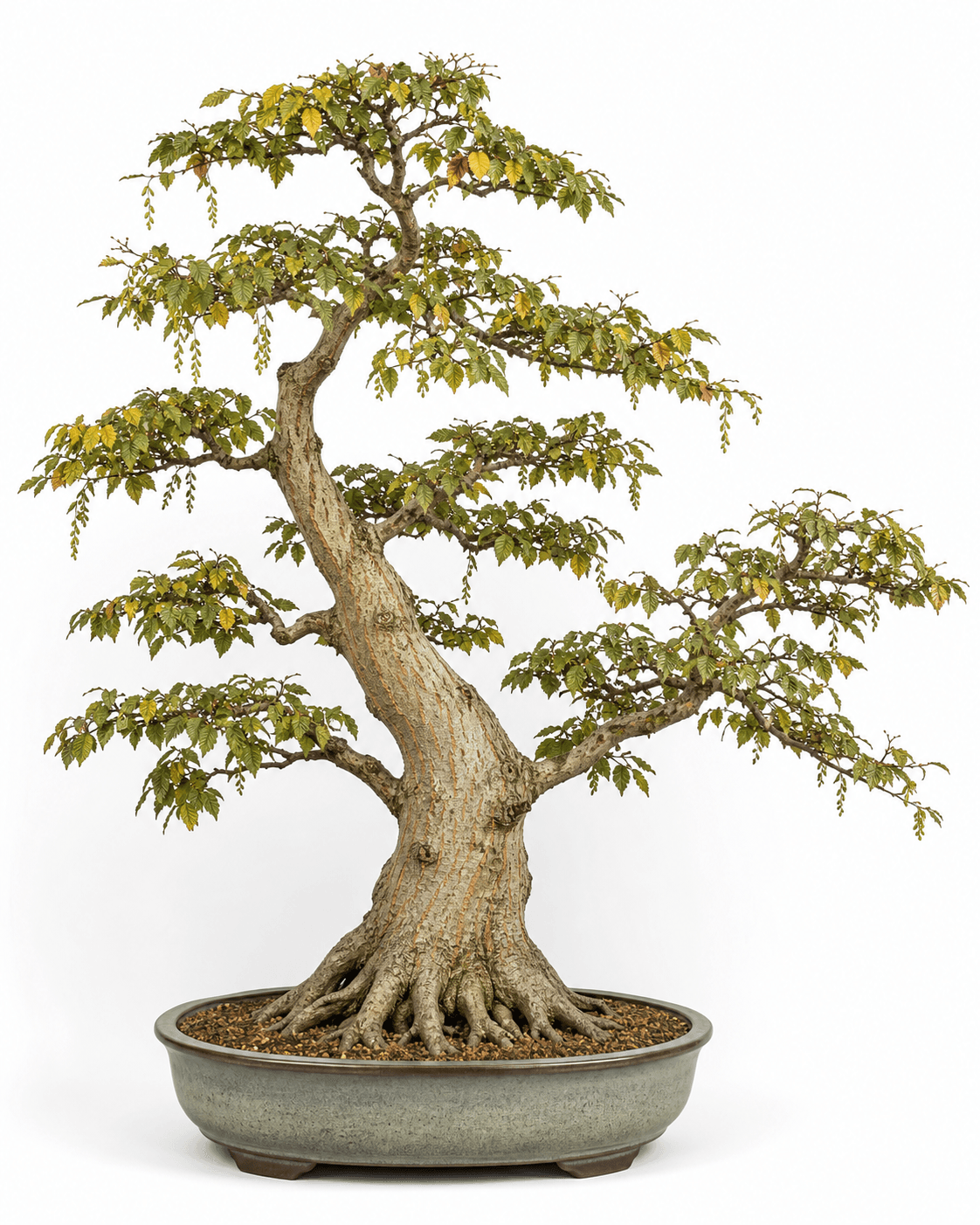 Japanese hornbeam bonsai with quilted autumn leaves, hanging fruiting catkins, pale striped bark, and a gray-green oval pot