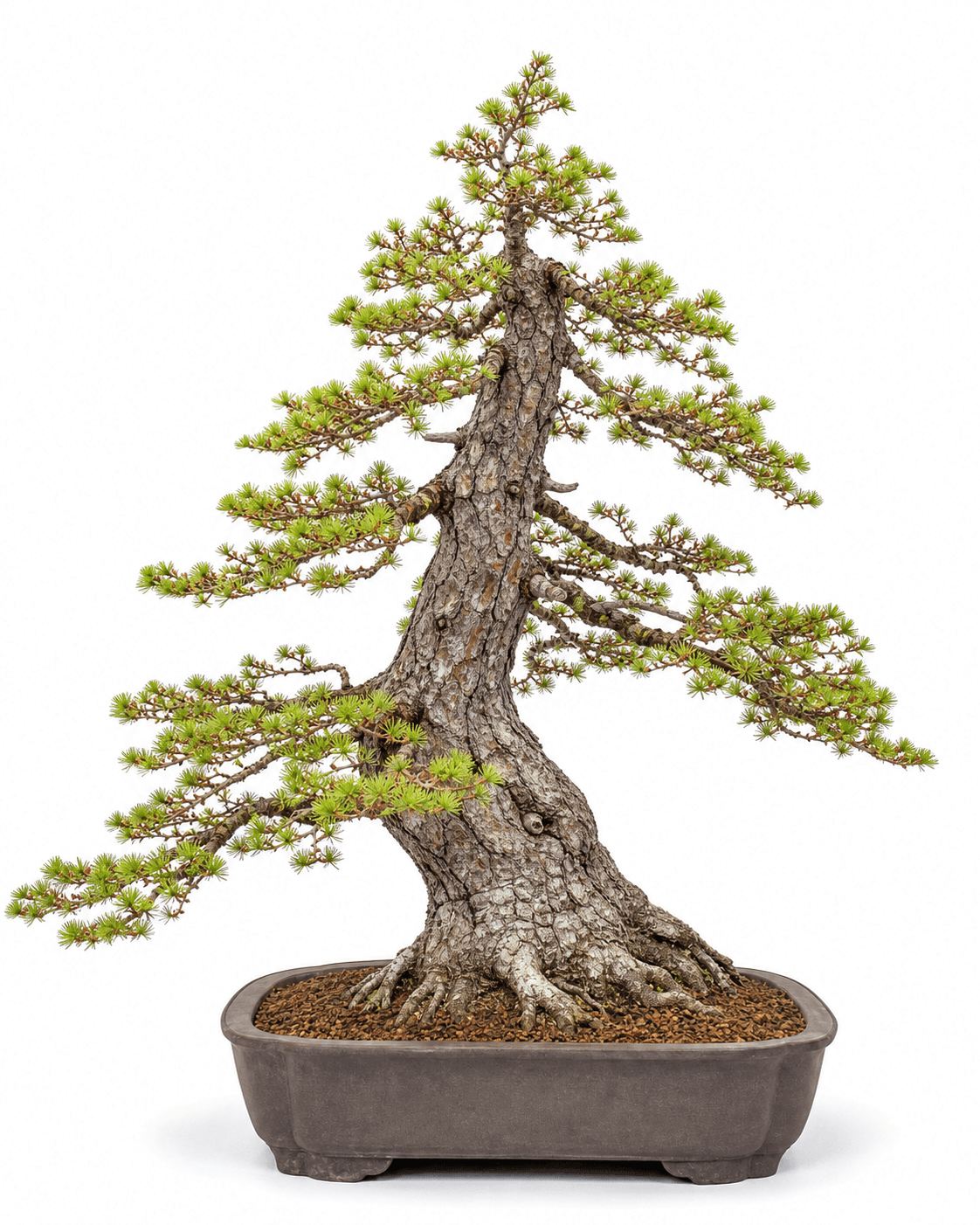 Japanese larch bonsai with rugged plated bark, orange-red twigs, short green needle rosettes, and an unglazed rectangular pot