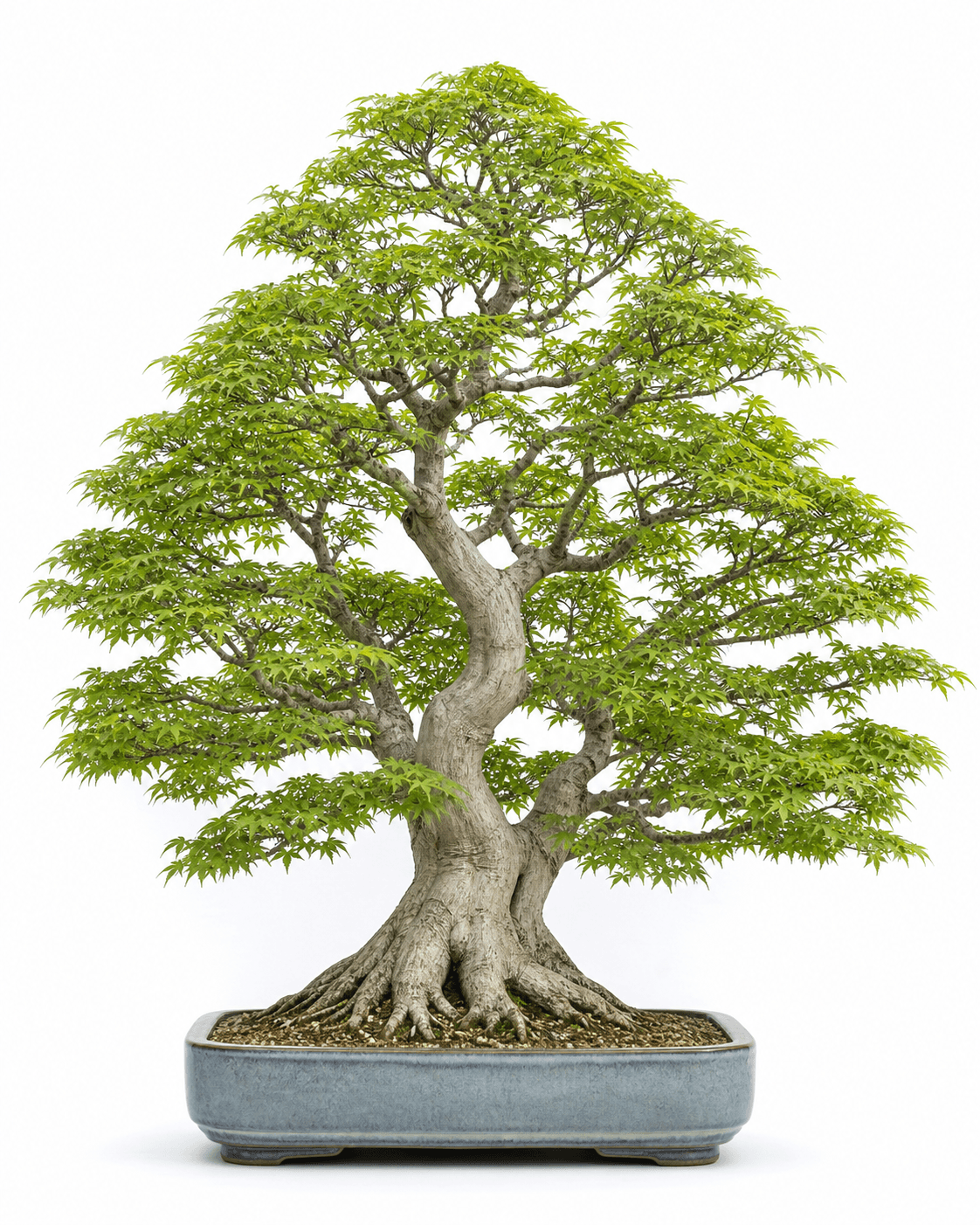 Japanese maple bonsai in an informal upright style with a broad green crown and a shallow blue-gray glazed pot