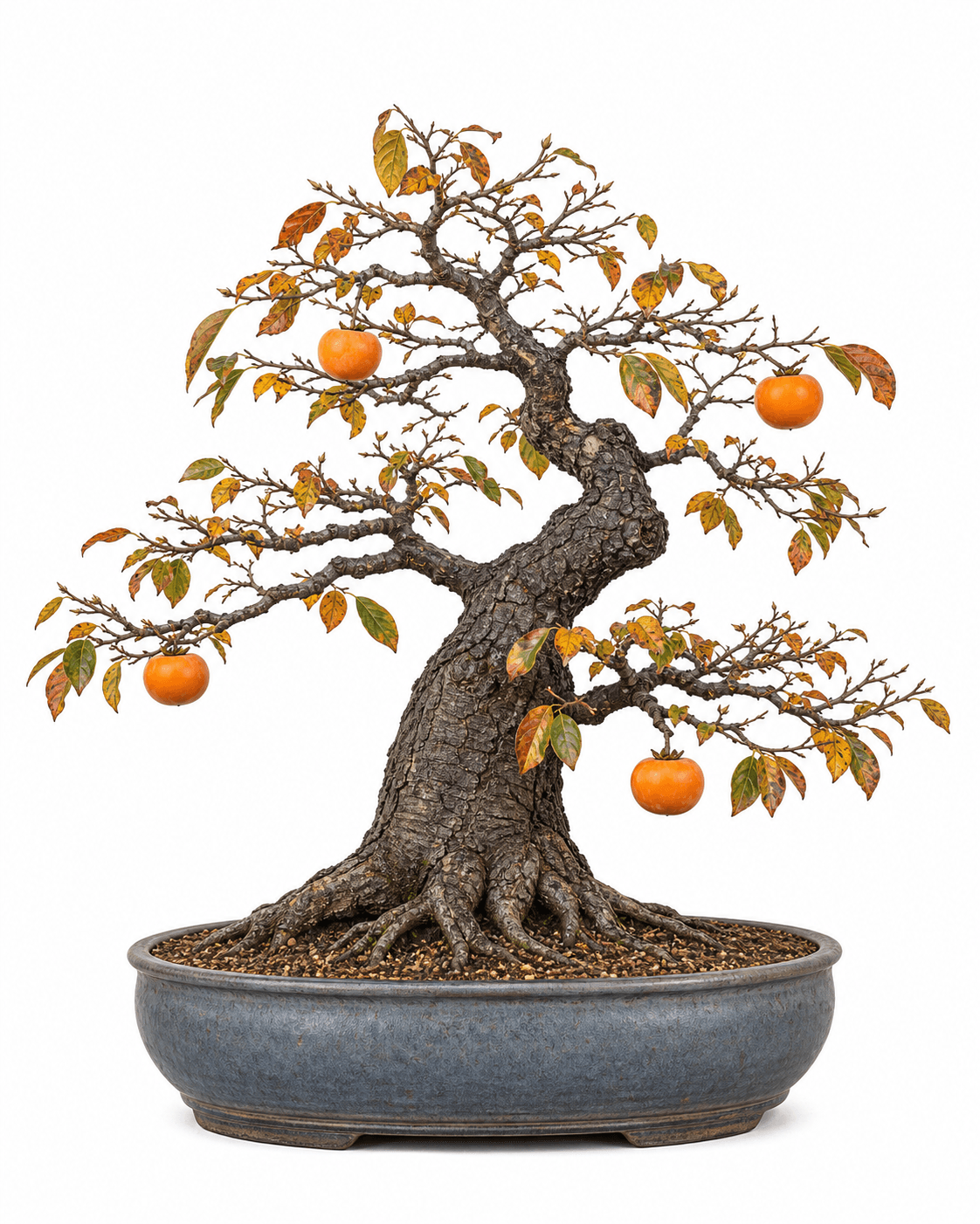 Japanese persimmon bonsai with blocky bark, sparse autumn foliage, orange fruit, and a dusty blue-gray oval pot