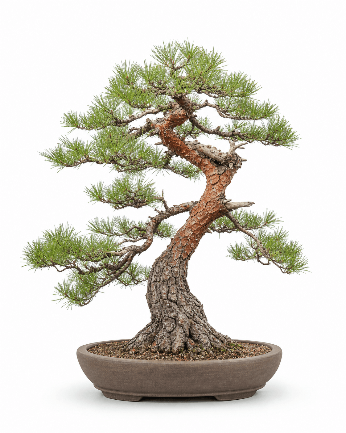 Japanese red pine bonsai with orange-red bark, an open flattened crown, paired needles, and a wide unglazed oval pot