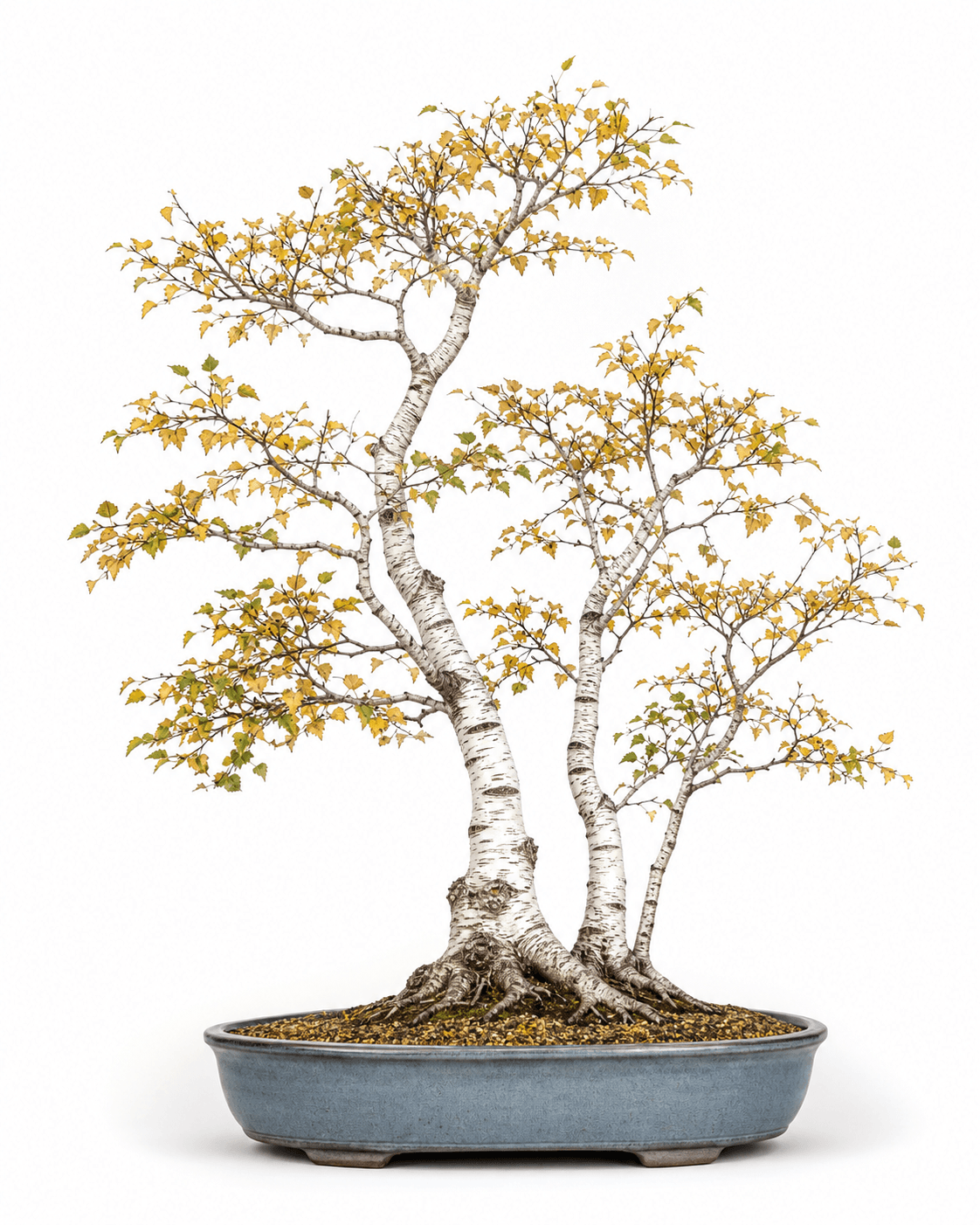 Japanese white birch bonsai with three white-barked trunks, airy golden autumn foliage, exposed roots, and a dusty blue-gray oval pot