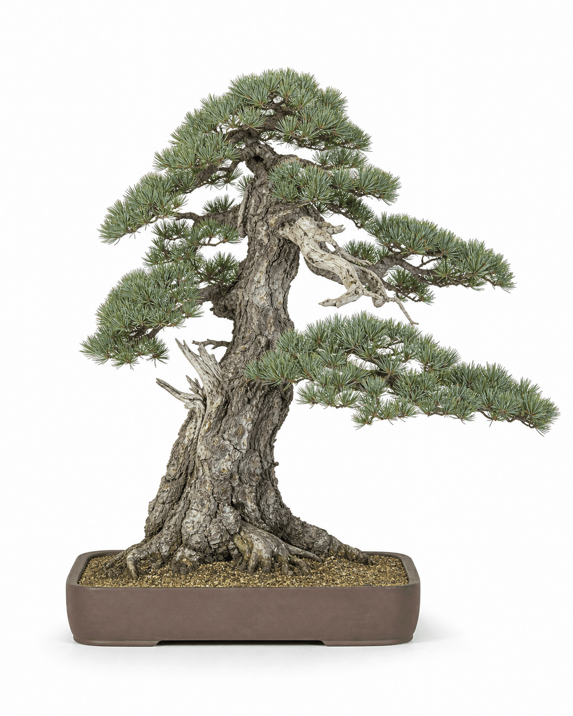 Japanese white pine bonsai in an informal upright style with blue-green needle clusters, an old plated trunk, and an unglazed brown pot