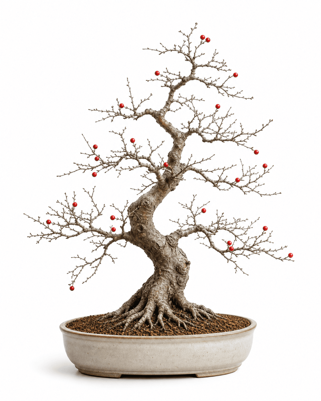 Japanese winterberry bonsai with a tapered gray-brown trunk, fine leafless twigs, sparse red berries, exposed roots, and a warm bone oval pot