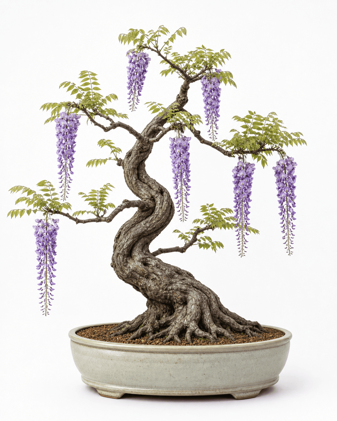 Japanese wisteria bonsai in an informal upright style with long lavender flower racemes and a pale celadon oval pot