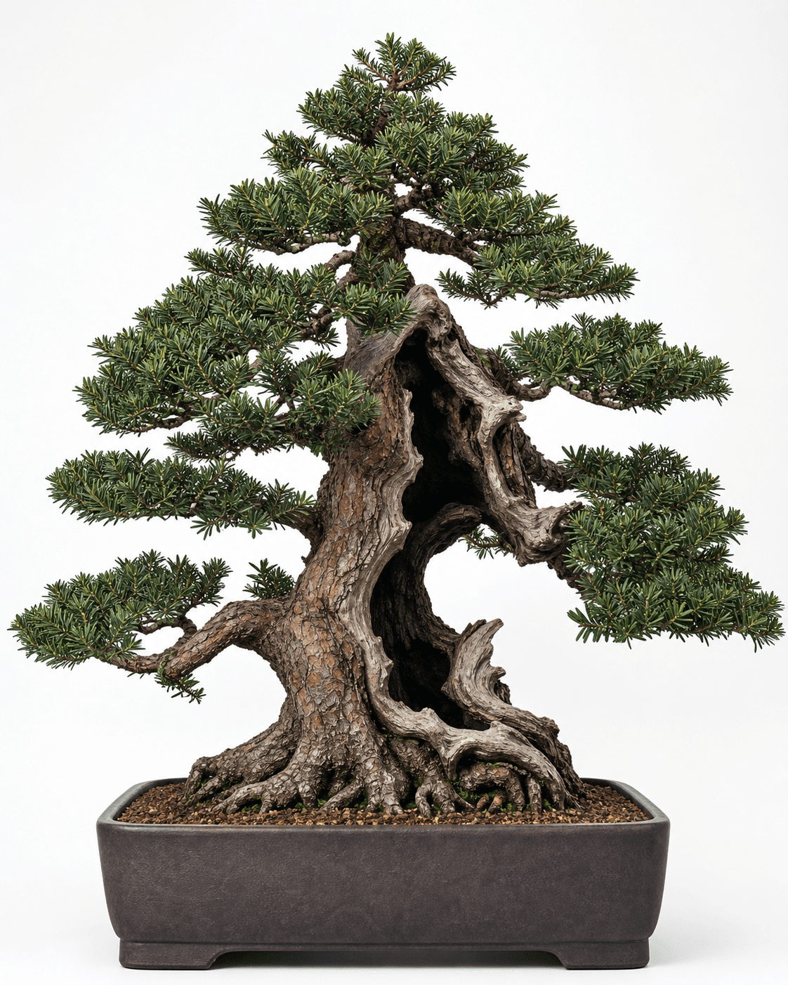 Japanese yew bonsai with coarse dark green needles, broad pads, a muscular hollow trunk, and an unglazed rectangular pot