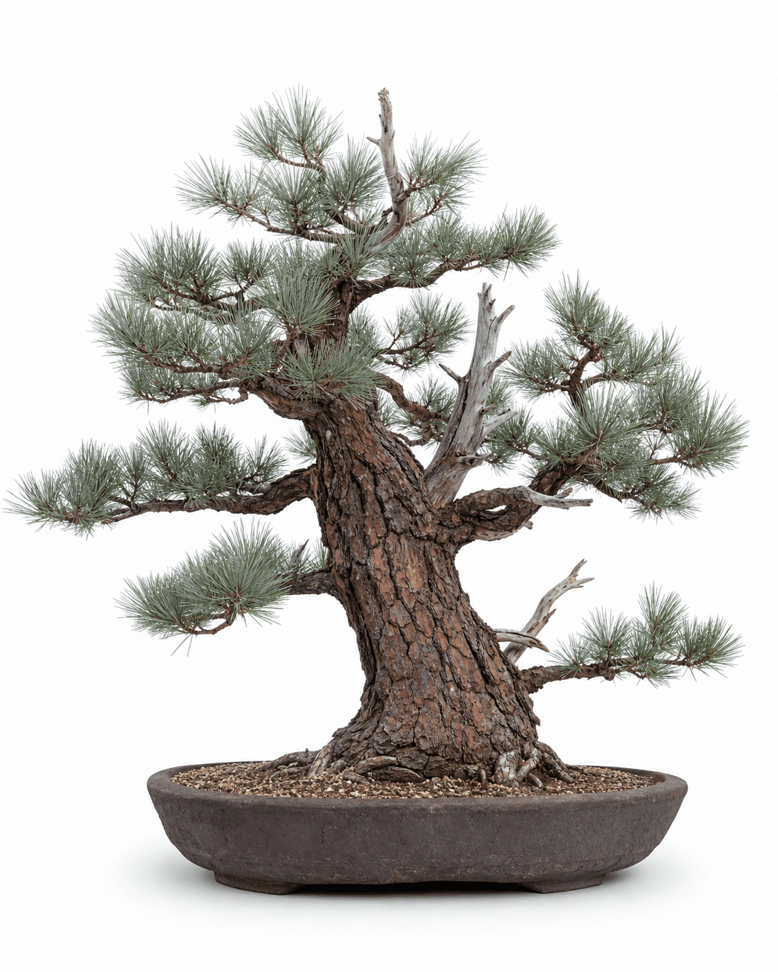 Jeffrey pine bonsai with long blue-green needles, red-brown plated bark, restrained deadwood, and an unglazed oval pot