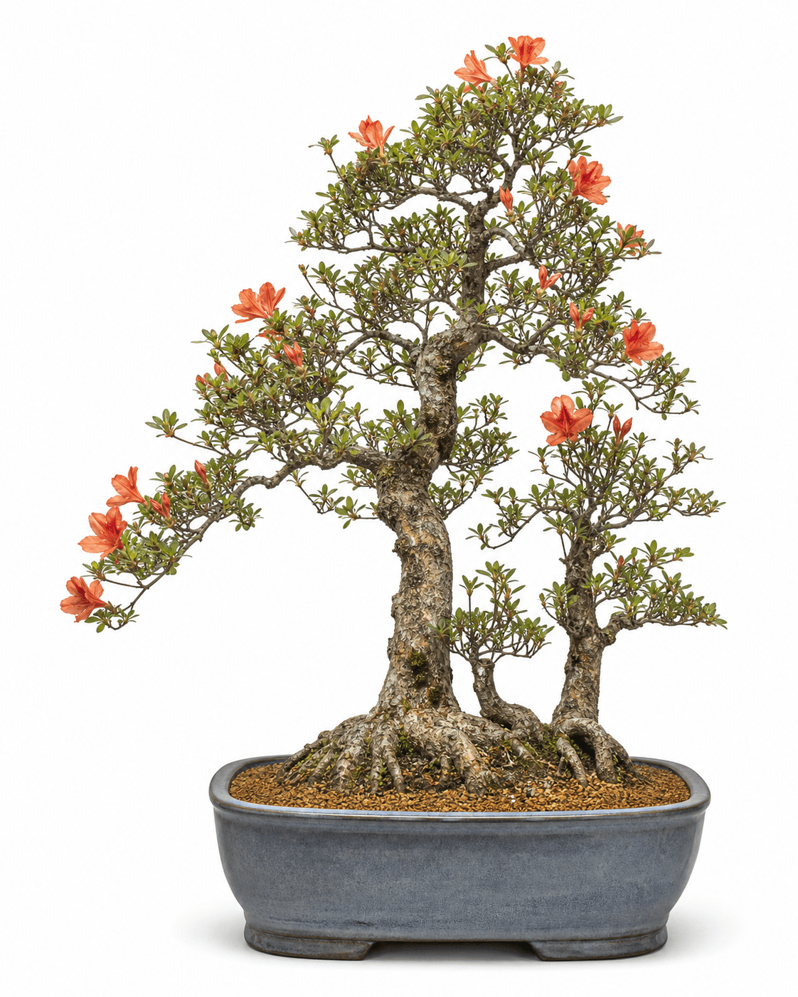 Kaempferi azalea bonsai with warm orange-red flowers, an upright multi-stemmed form, and a subdued blue-gray glazed pot
