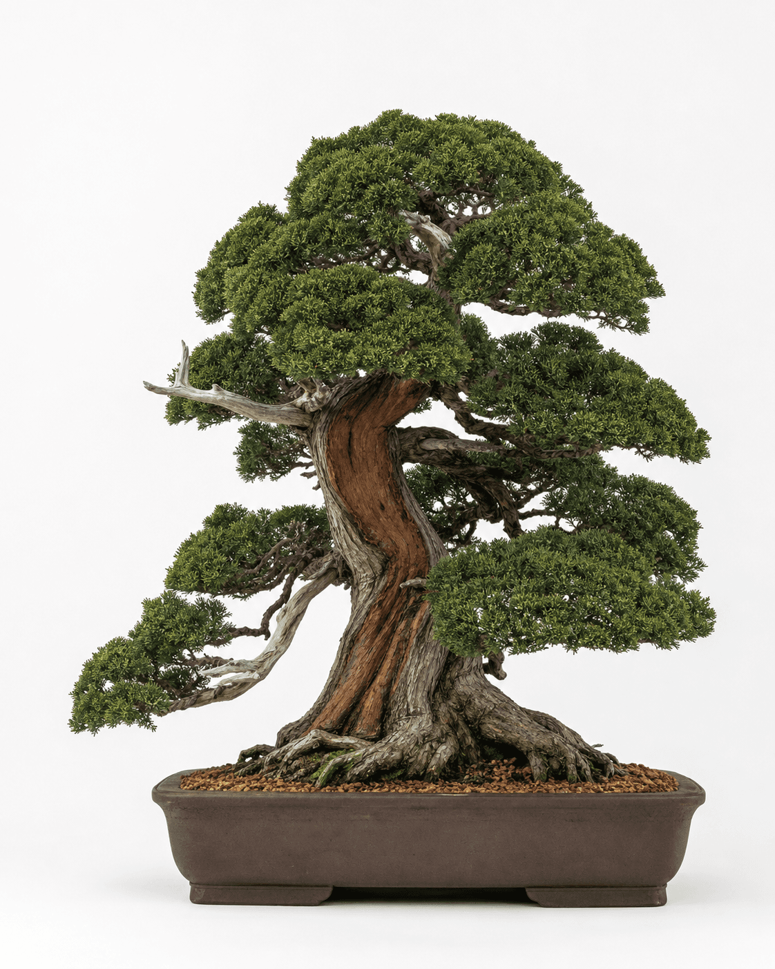 Kishu shimpaku bonsai with dense deep-green scale foliage, a broad red live vein, restrained deadwood, and an unglazed iron-brown rectangular pot