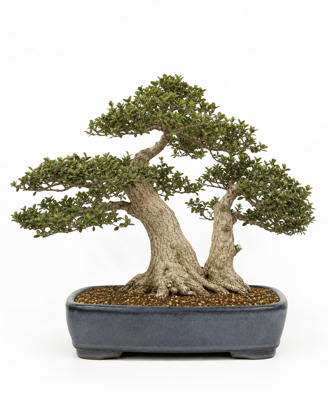 Korean boxwood bonsai with unequal twin trunks, compact dark-green foliage, a low spreading crown, and a blue-gray rectangular pot