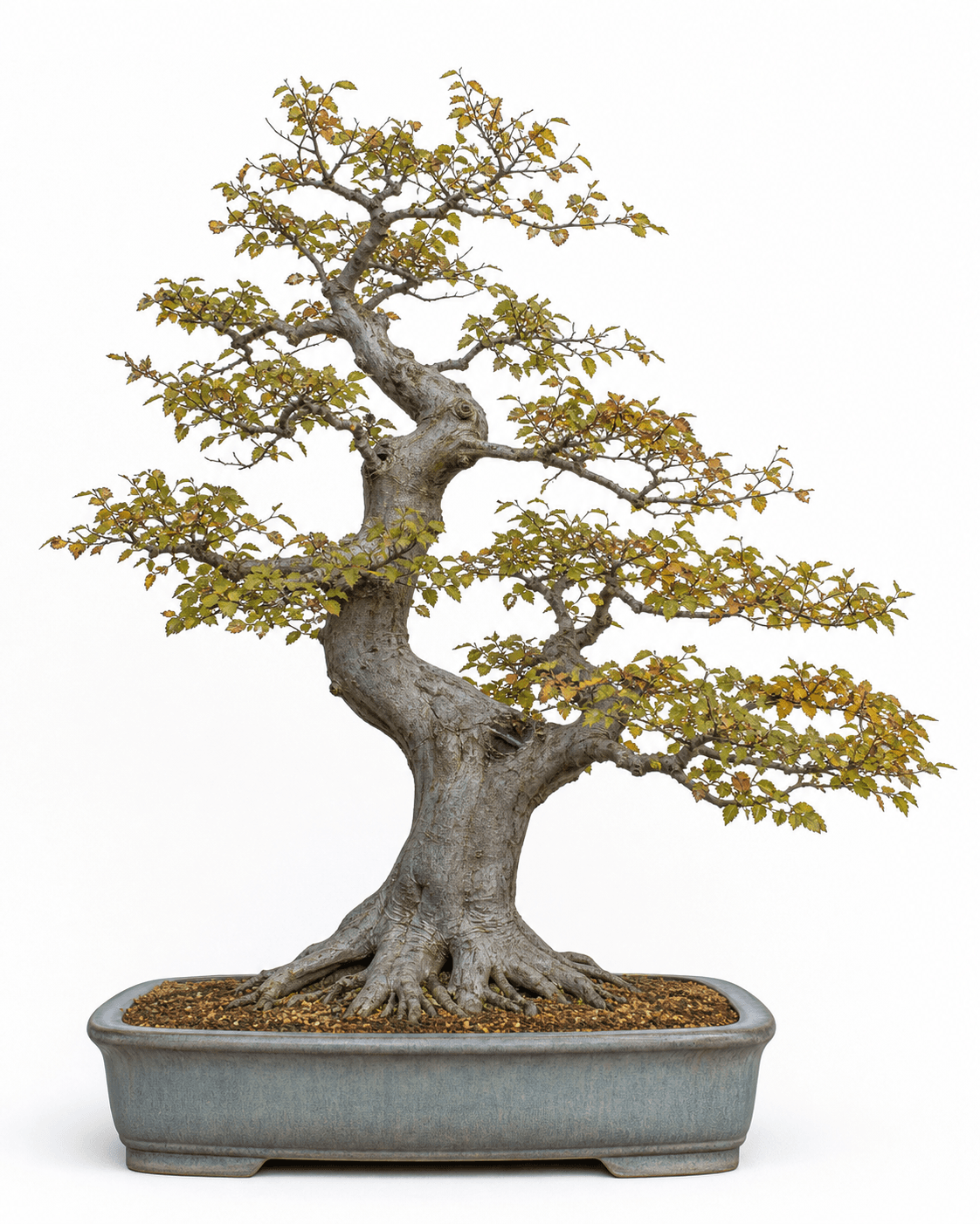 Korean hornbeam bonsai with angular branching, small autumn leaves, and a gray-blue rectangular pot