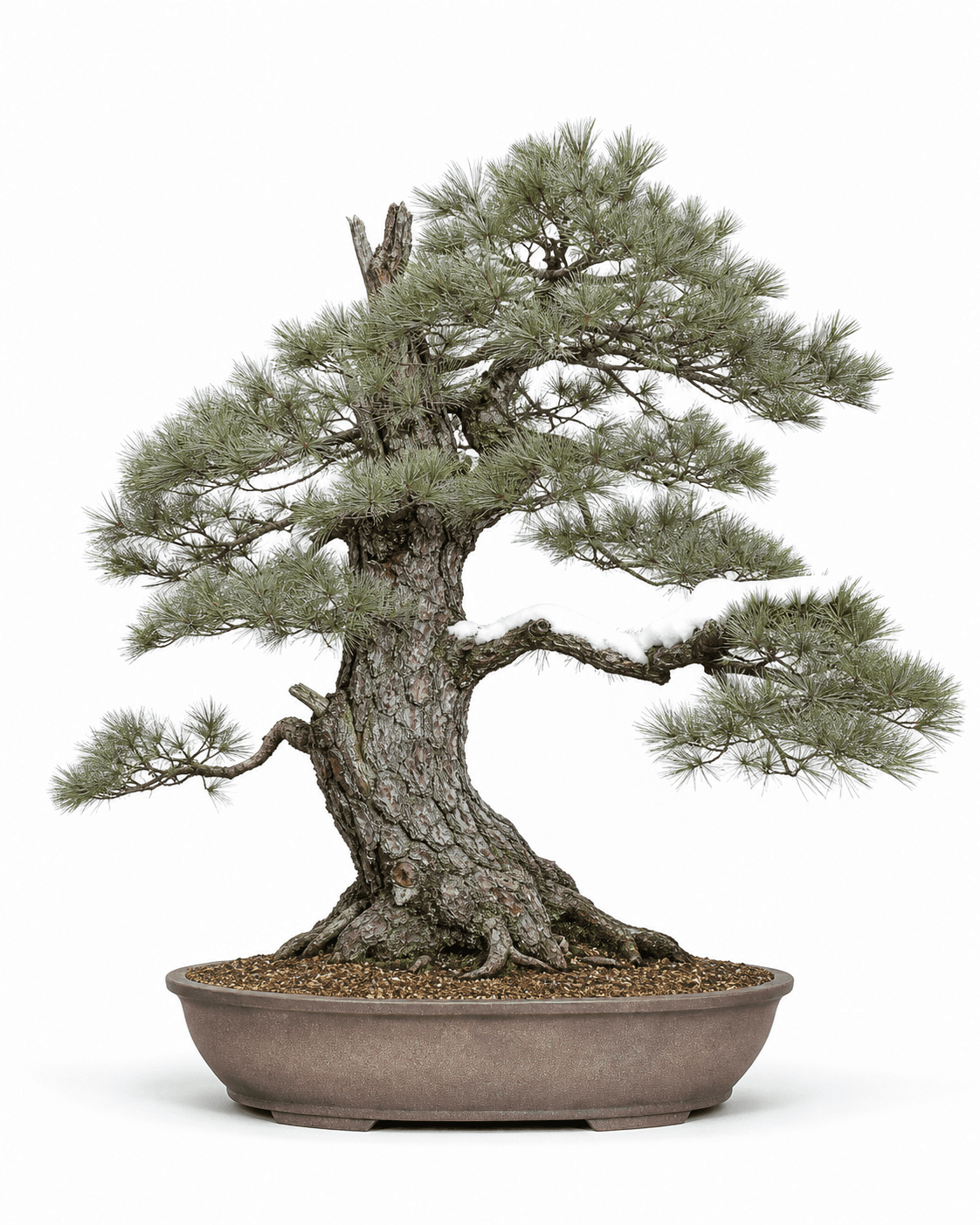 Korean white pine bonsai with a broad rounded crown, blue-green five-needle foliage, a snow-shaped branch, and a shallow unglazed oval pot