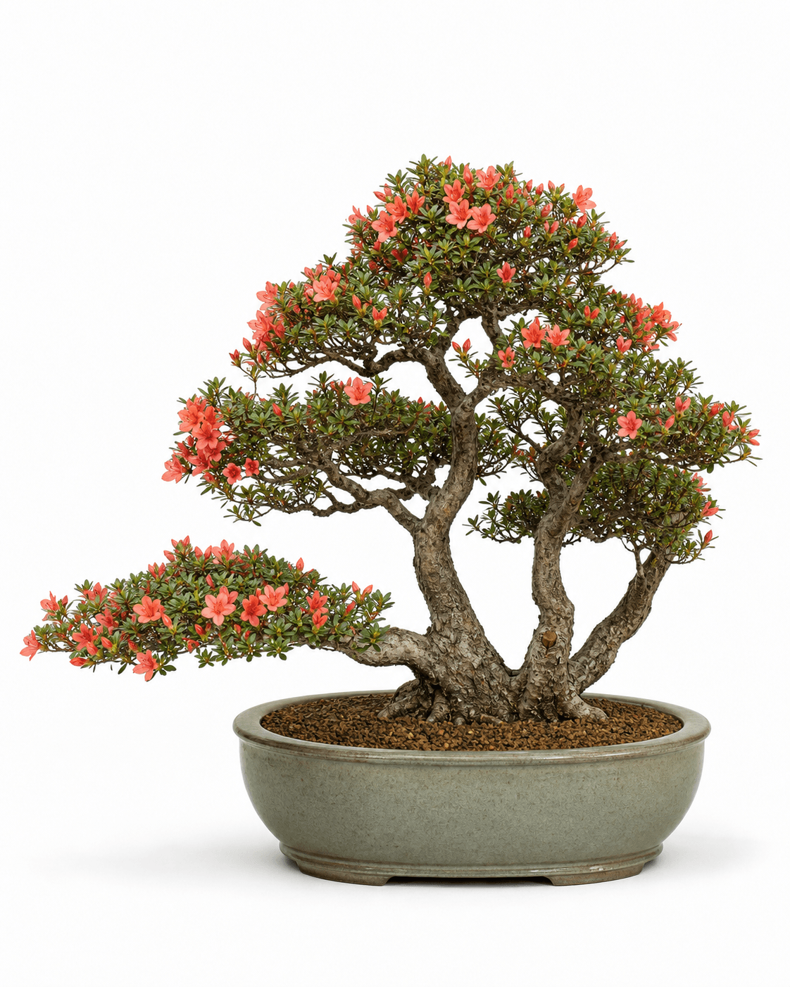 Kurume azalea bonsai with small coral flowers, fine evergreen foliage, a three-trunk clump, and a muted celadon oval pot