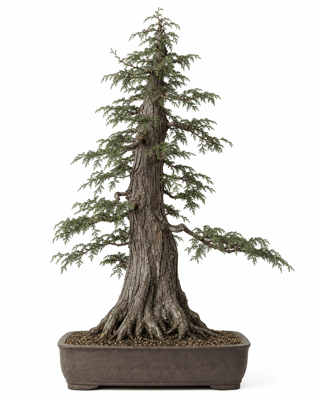 Lawson cypress bonsai with a buttressed furrowed trunk, fine drooping scale-foliage sprays, a narrow crown, and an unglazed rectangular pot