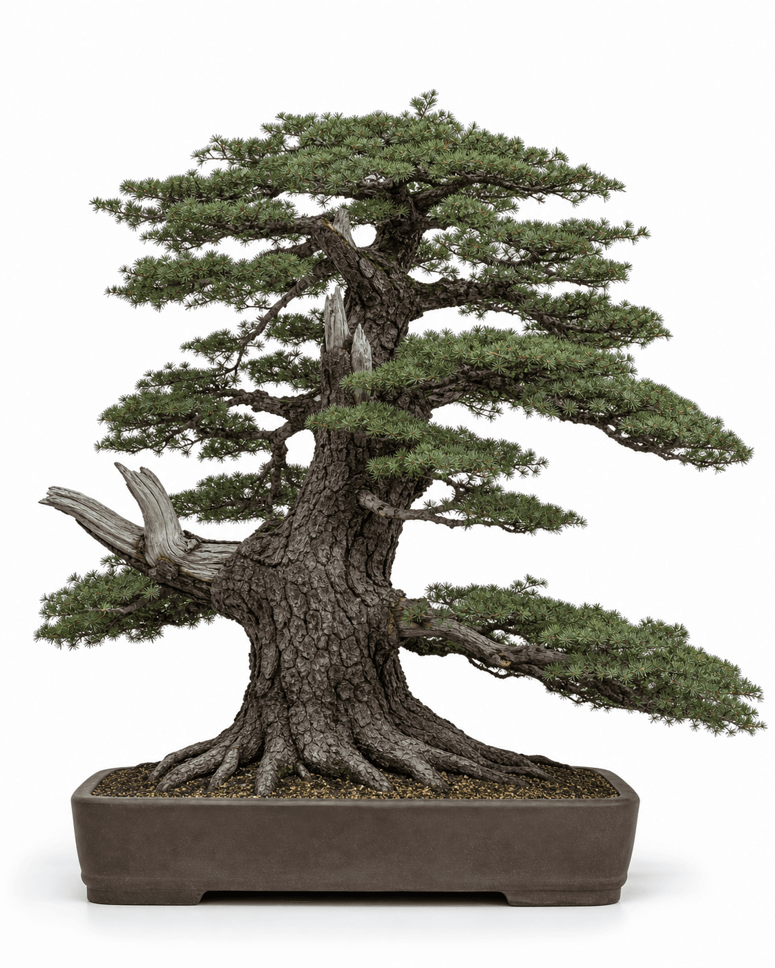 Lebanon cedar bonsai with short green needle rosettes, broad tiered branches, a flat-topped old crown, fissured bark, and an unglazed rectangular pot