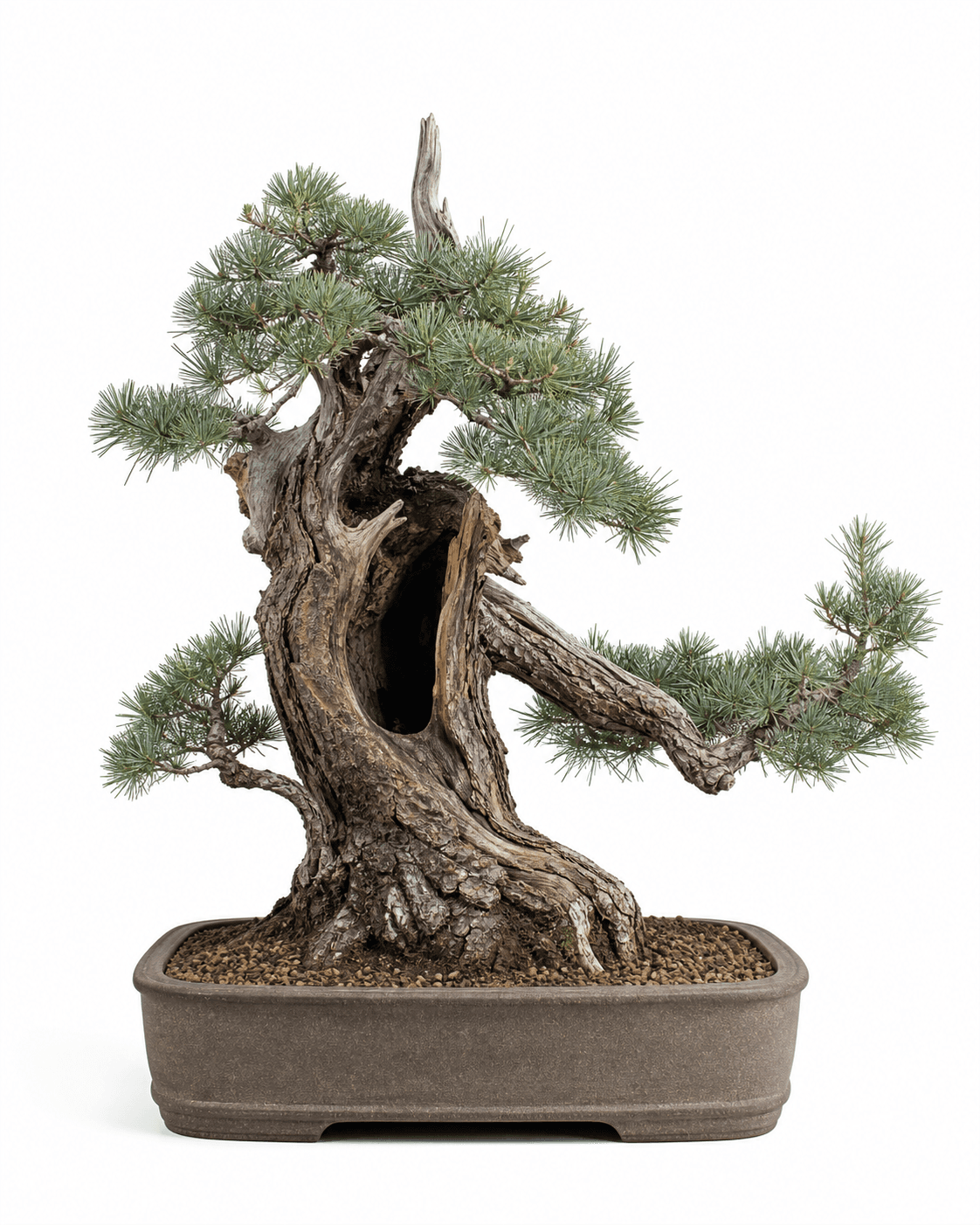 Limber pine bonsai with soft five-needle foliage, a hollow wind-shaped trunk, restrained deadwood, and a wide unglazed pot