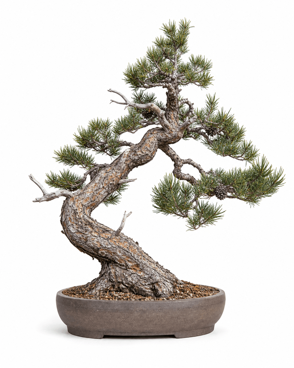 Lodgepole pine bonsai with a contorted trunk, paired needles, persistent cones, and a shallow unglazed oval pot