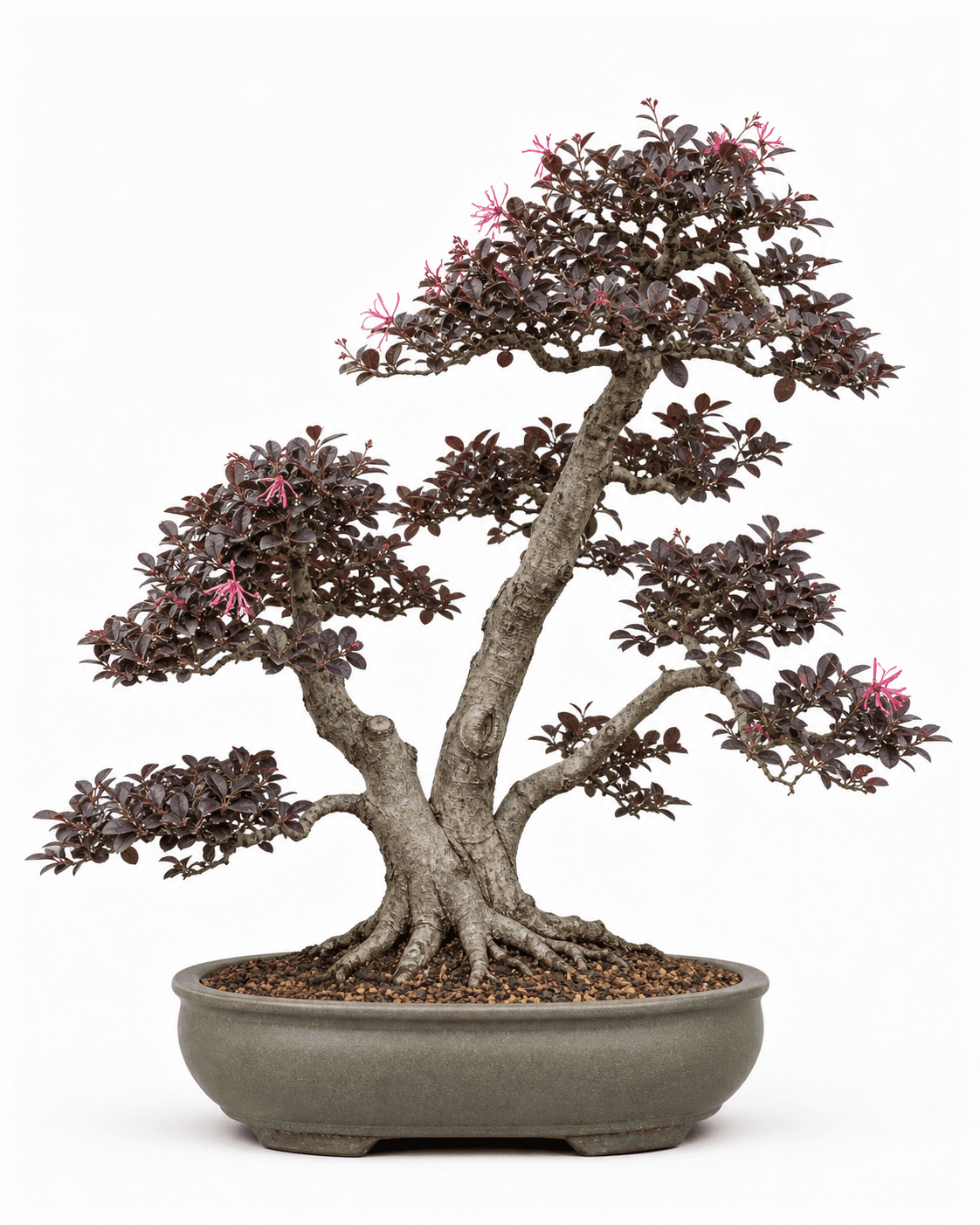 Loropetalum bonsai with an old twin-leader trunk, burgundy foliage, restrained pink fringe flowers, and a warm gray-green oval pot